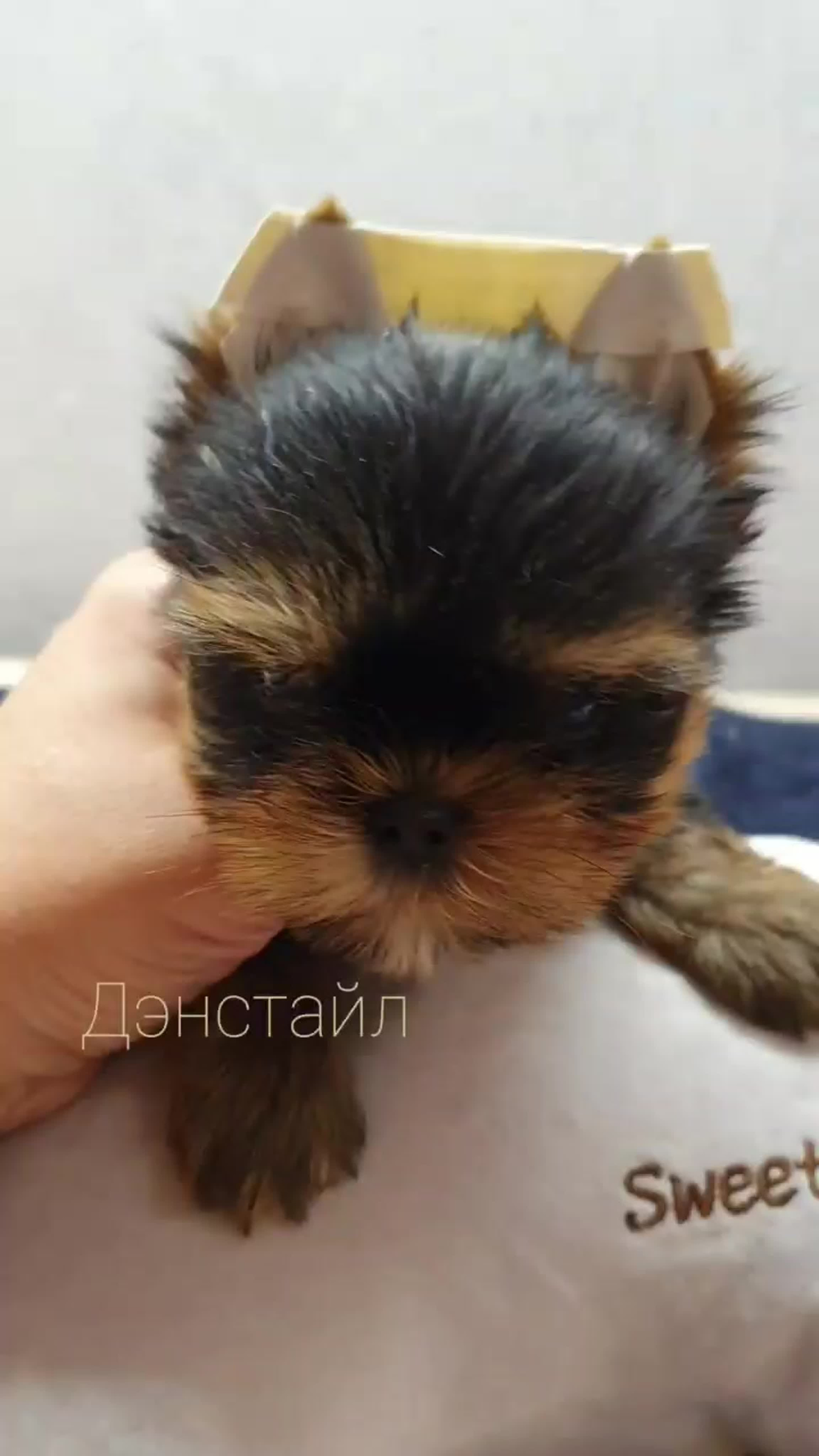 Как приклеить уши щенку Йоркширского Терьера. Питомник Йоркширских терьеров Дэнстайл в Санкт-Петербурге заводчик Тих