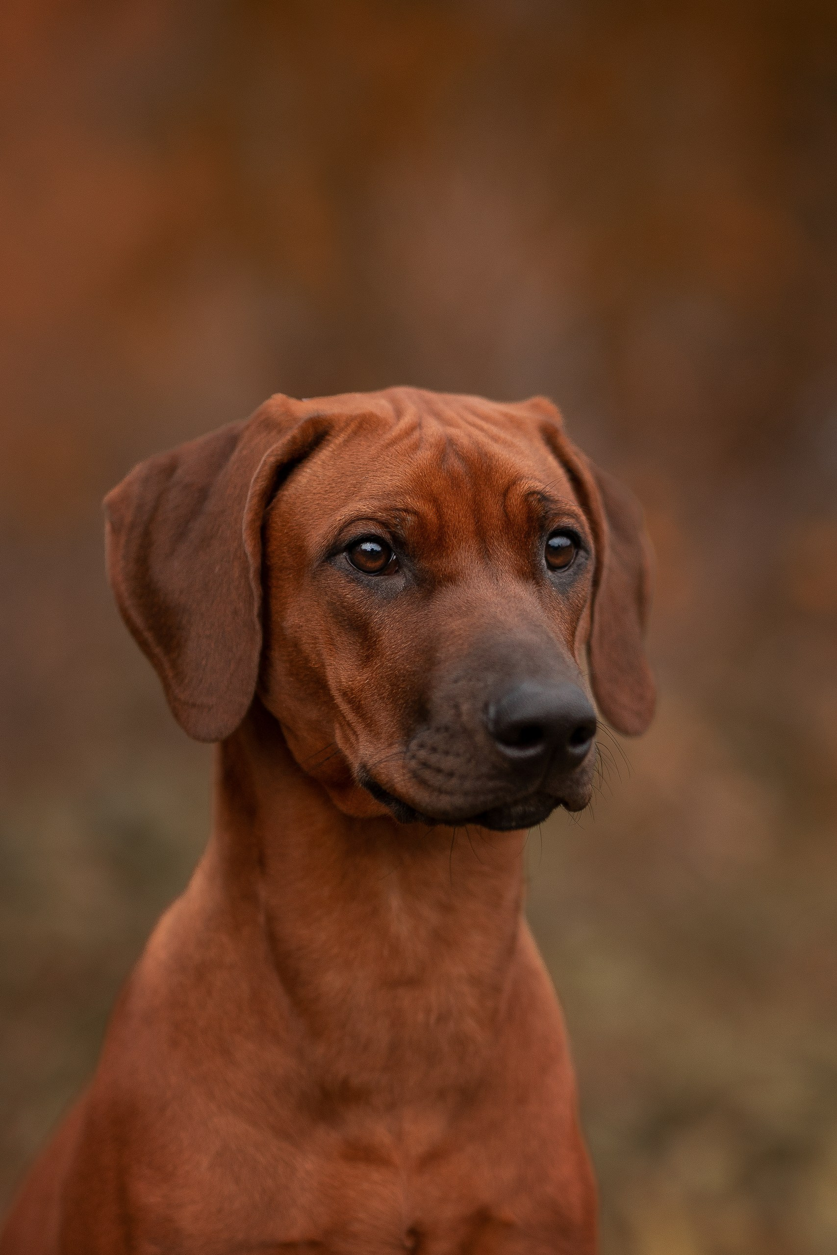 Софи. Родезийские Риджбеки в Санкт-Петербурге