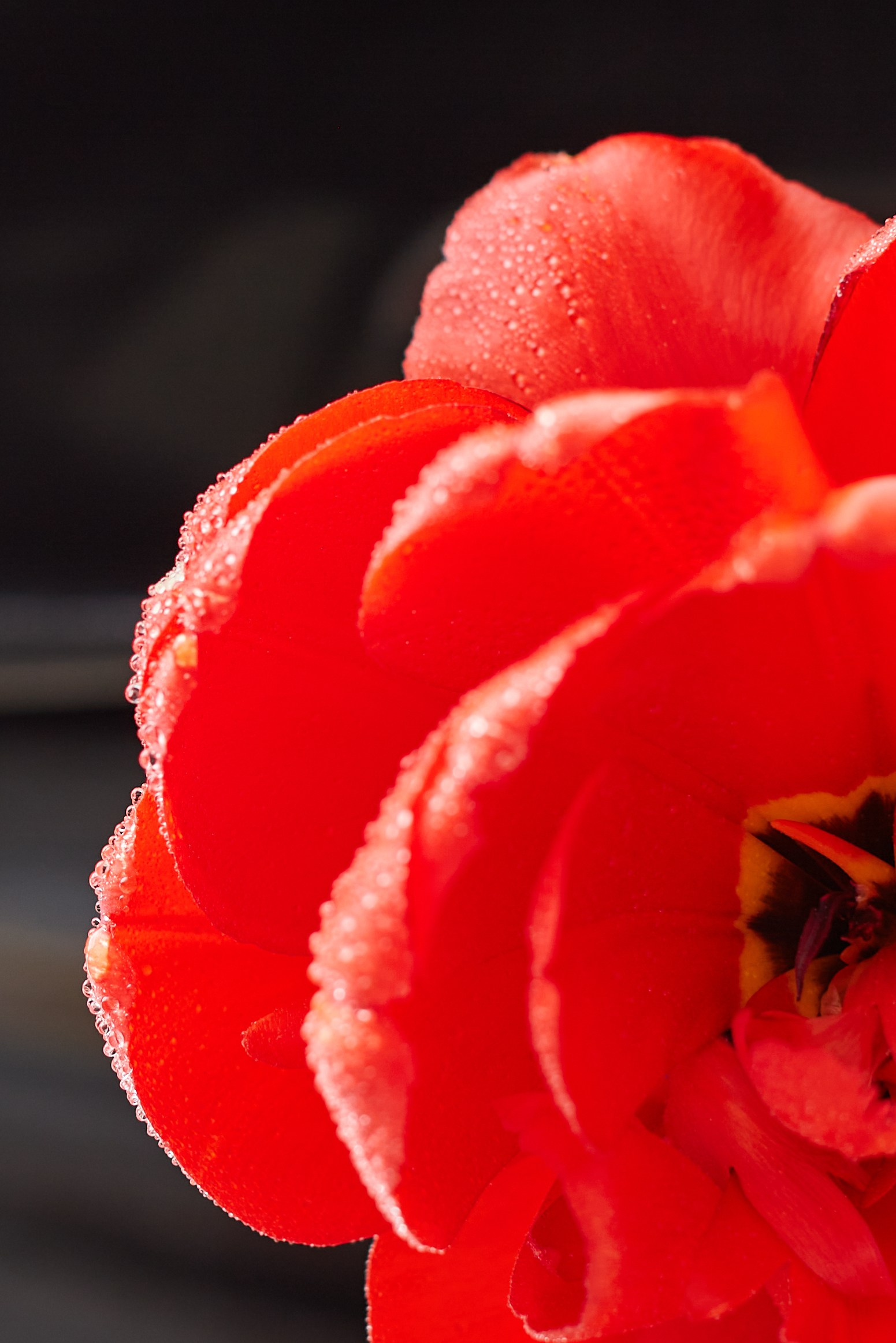 HEYDAY. Daria Blinova