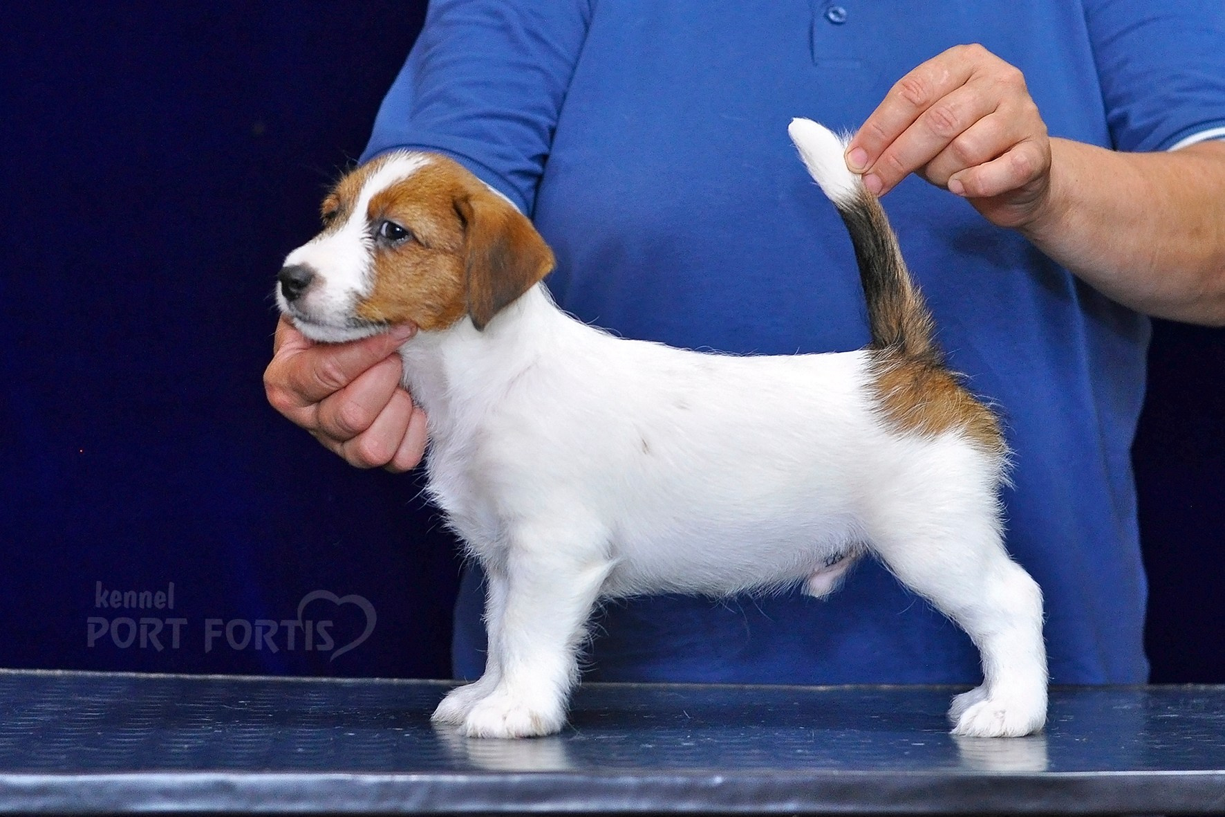 2026 Litter C-K male 1. Щенки джек рассел терьера, питомник РКФ, питомник джек рассел терьеров, питомник Порт Фортис, kennel PORT FORTIS