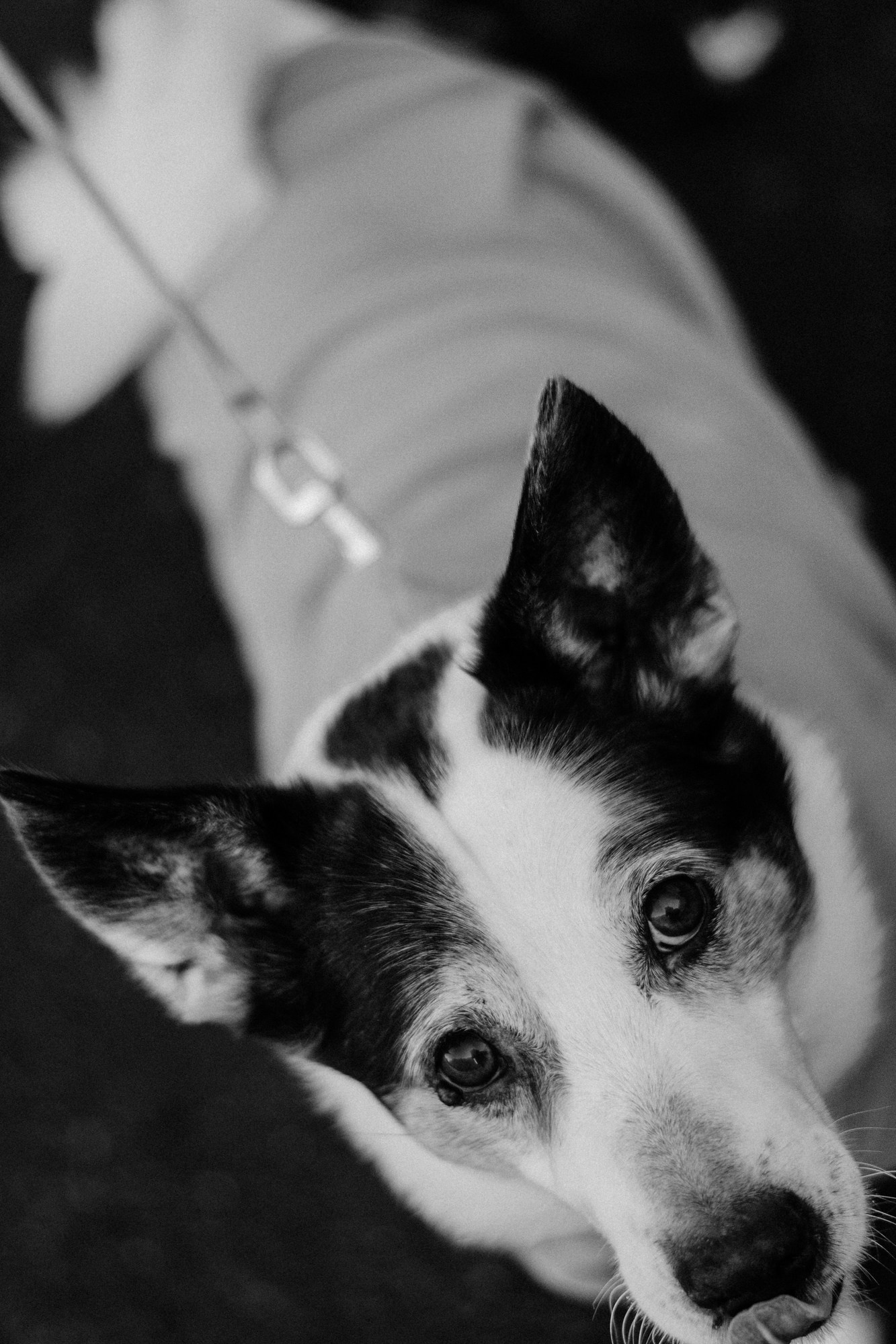 Фотосессия с собакой в Тюмени. Эмоциональные кадры с домашним питомцем.