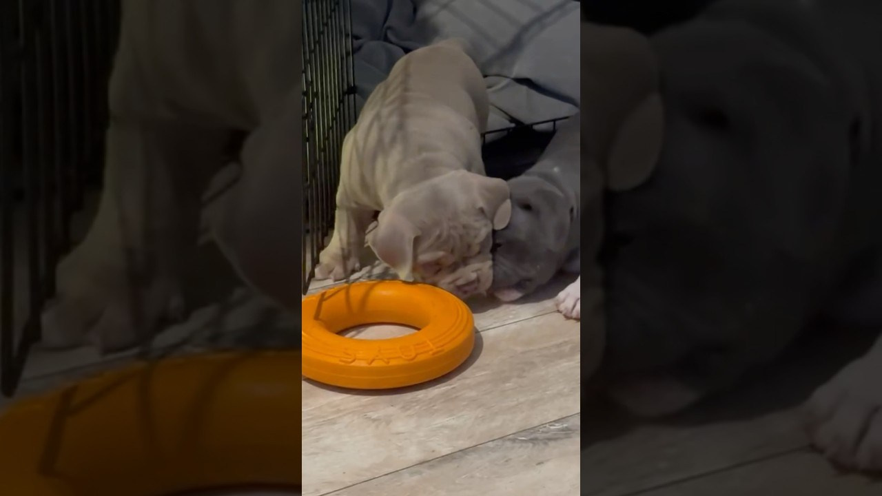 Bounty Pride Bully Tyron. Питомник американских булли Bounty Pride Bully