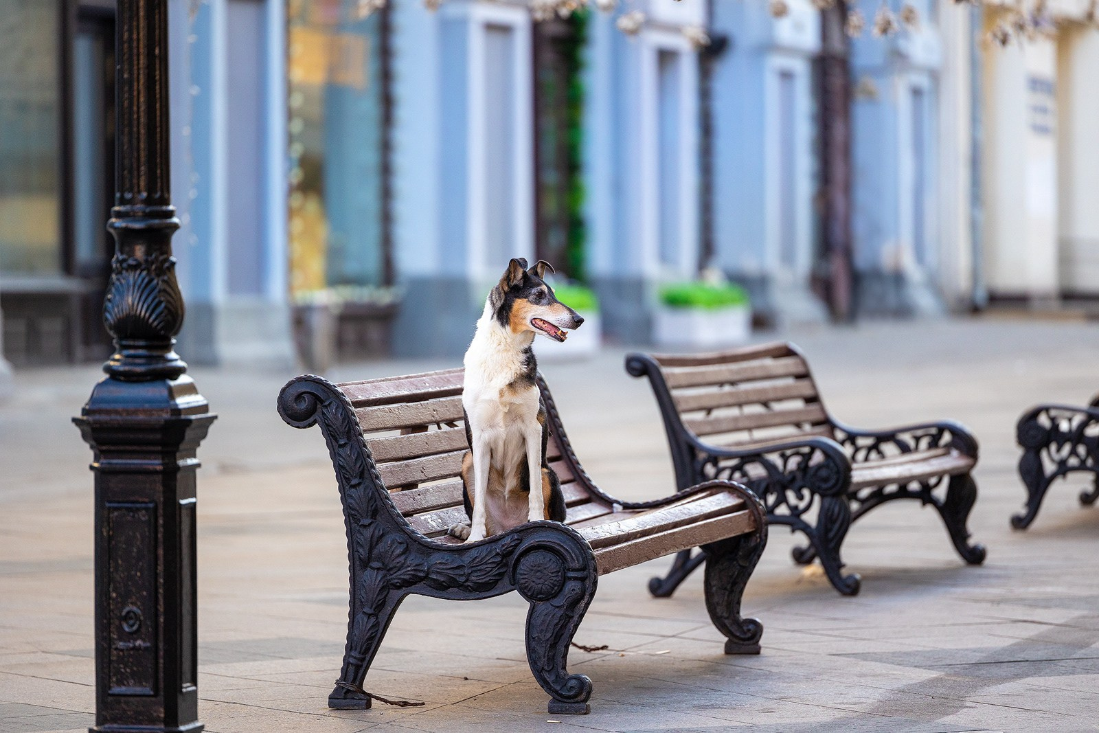 Винтик и Вита в городе. Фотограф-анималист Natalia Deingel | Фотосъемка собак в Москве
