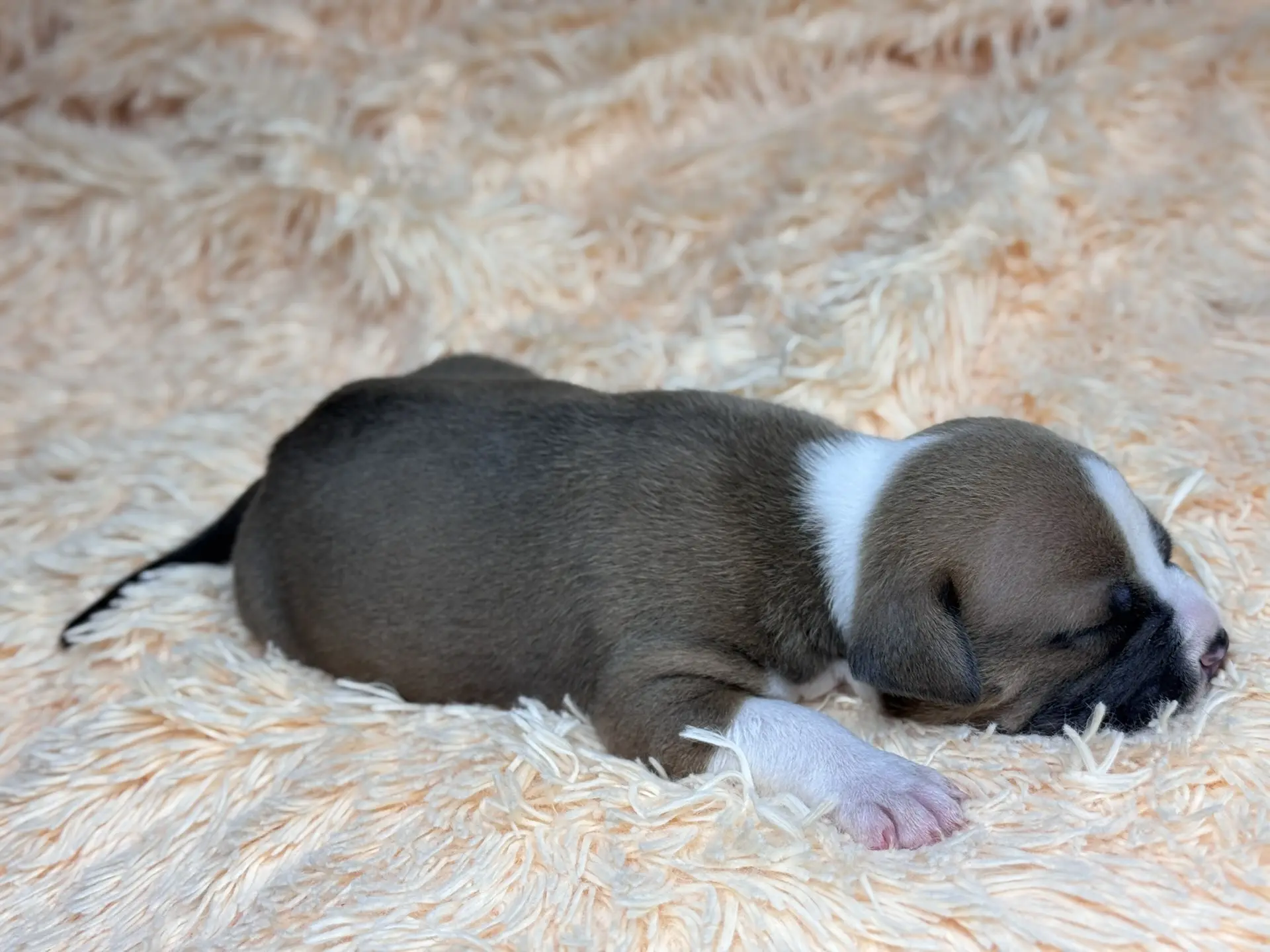 Все свободные щенки. Американский Булли в г. Ростов-на-Дону. Питомник THE POWER OF SIBERIA