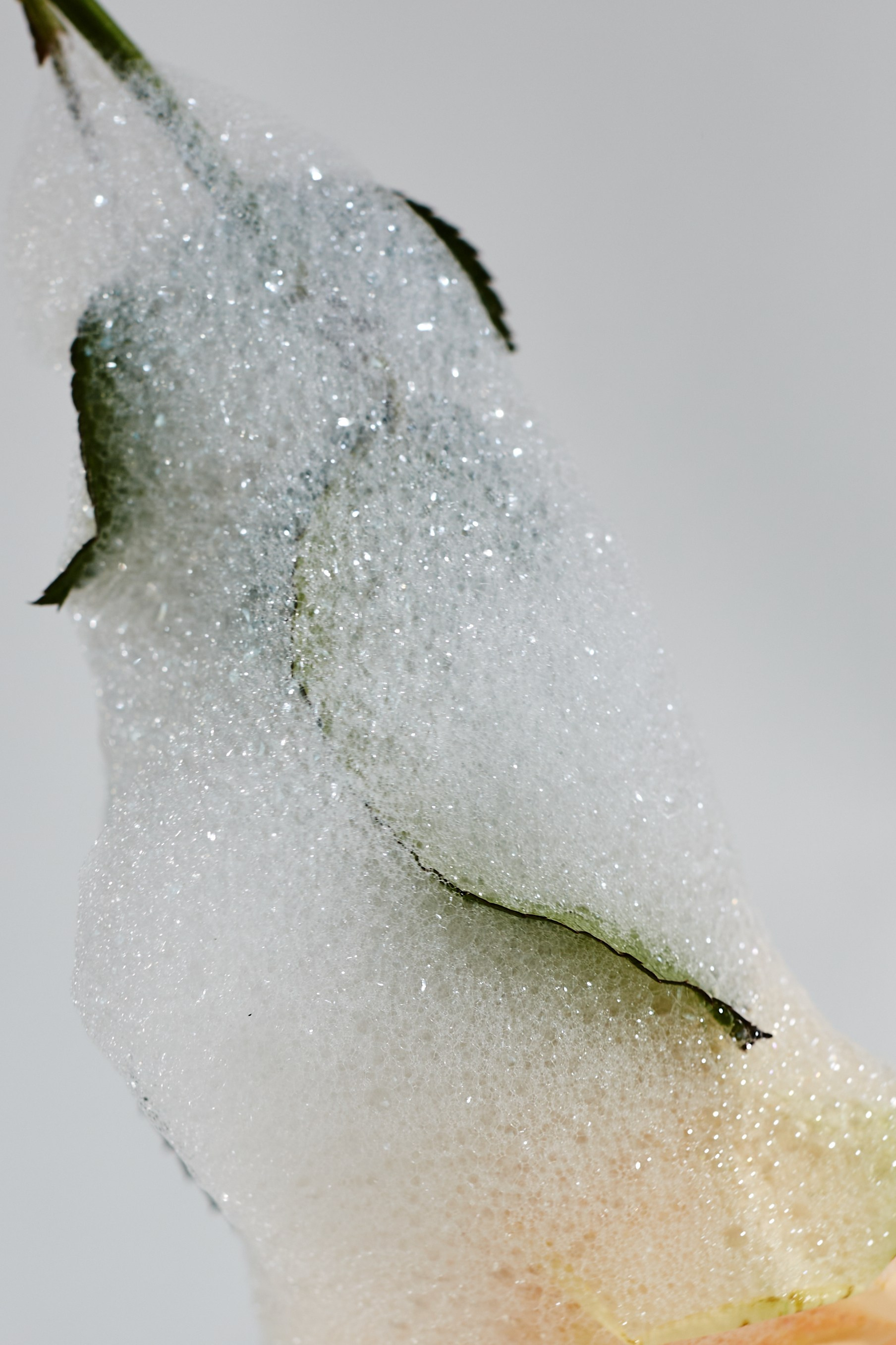 HEYDAY. Daria Blinova