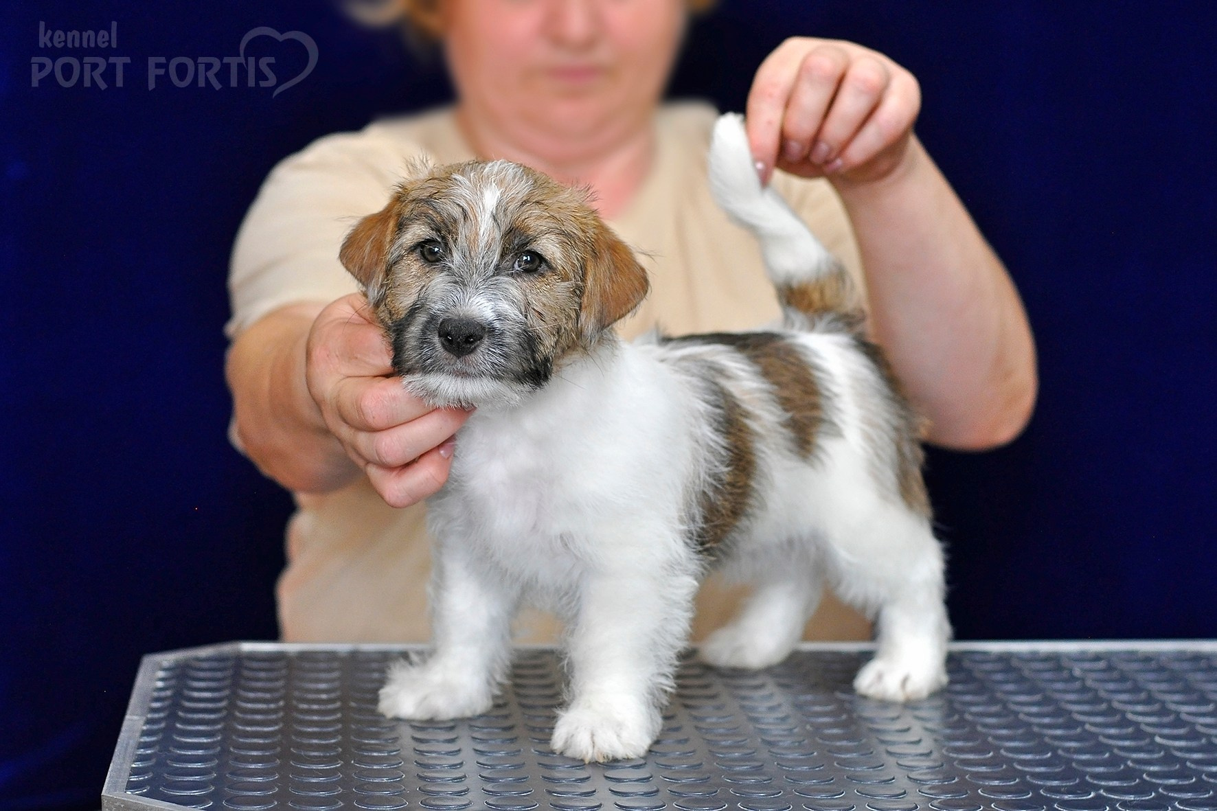 2026 Litter H male 1. Щенки джек рассел терьера, питомник РКФ, питомник джек рассел терьеров, питомник Порт Фортис, kennel PORT FORTIS