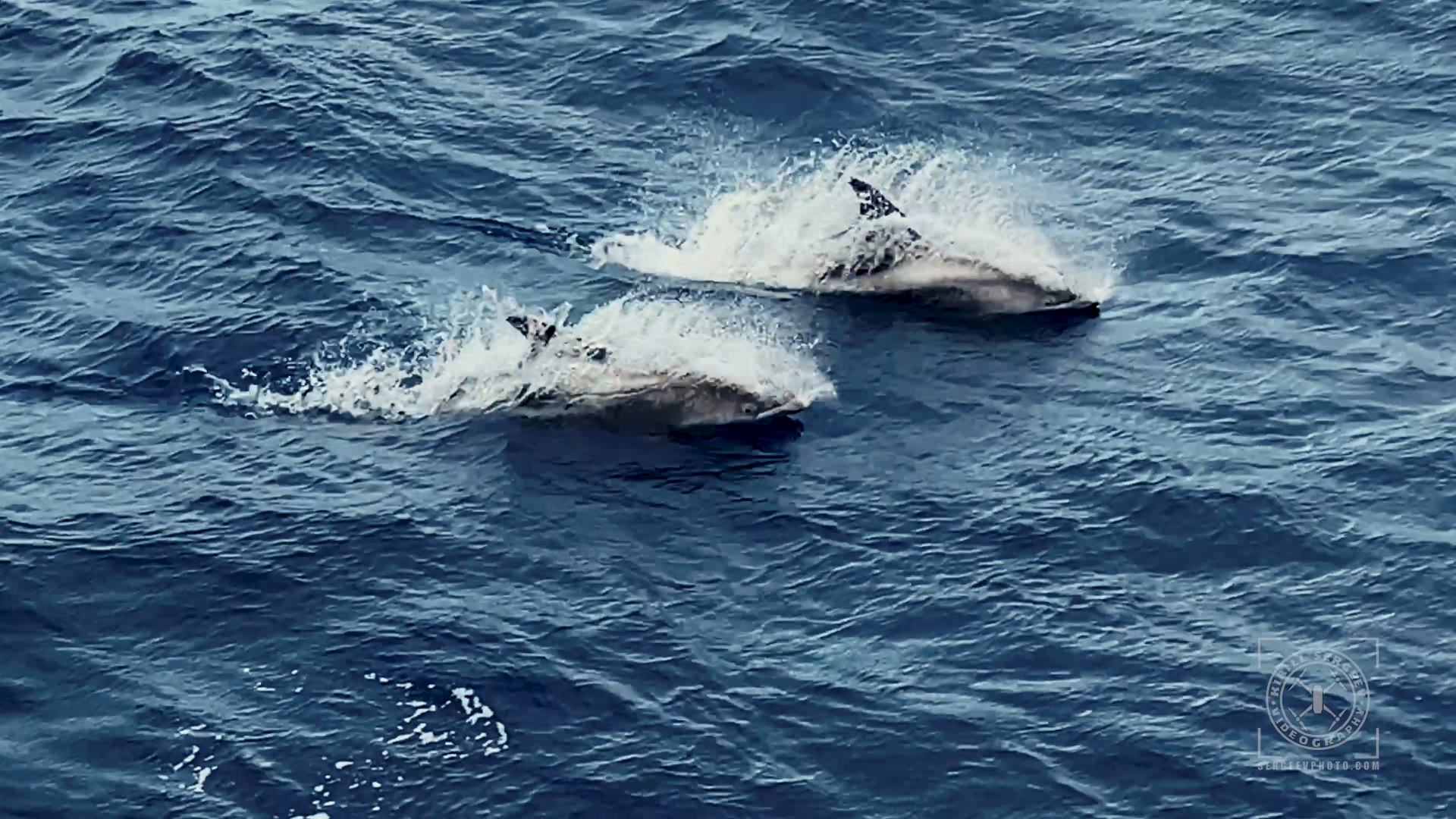 ARCTIC FILM. Photographer Kirill Sergeev | Moscow