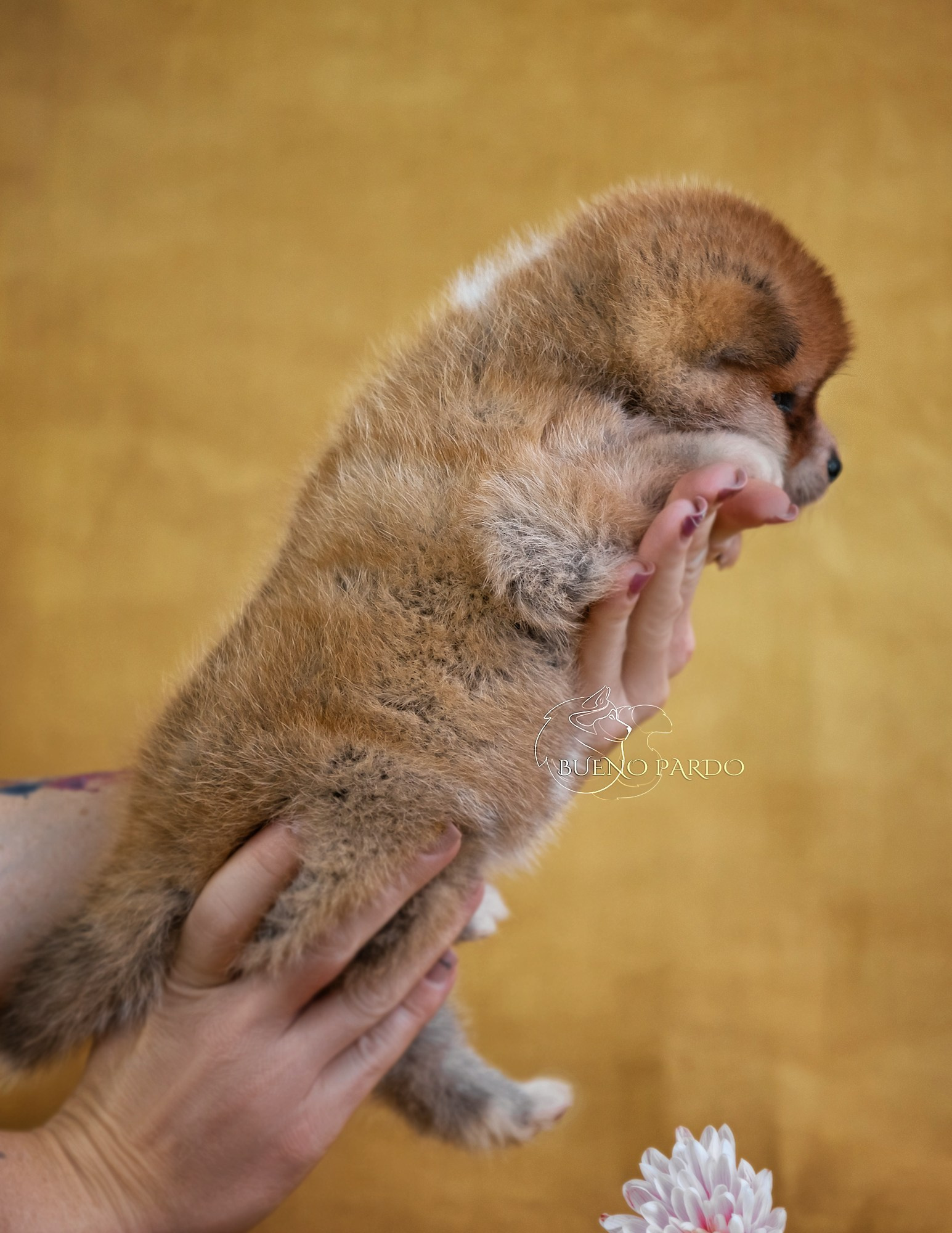Щенки японской акита ину из питомника. Питомник собак Акита, Хаски, Корги