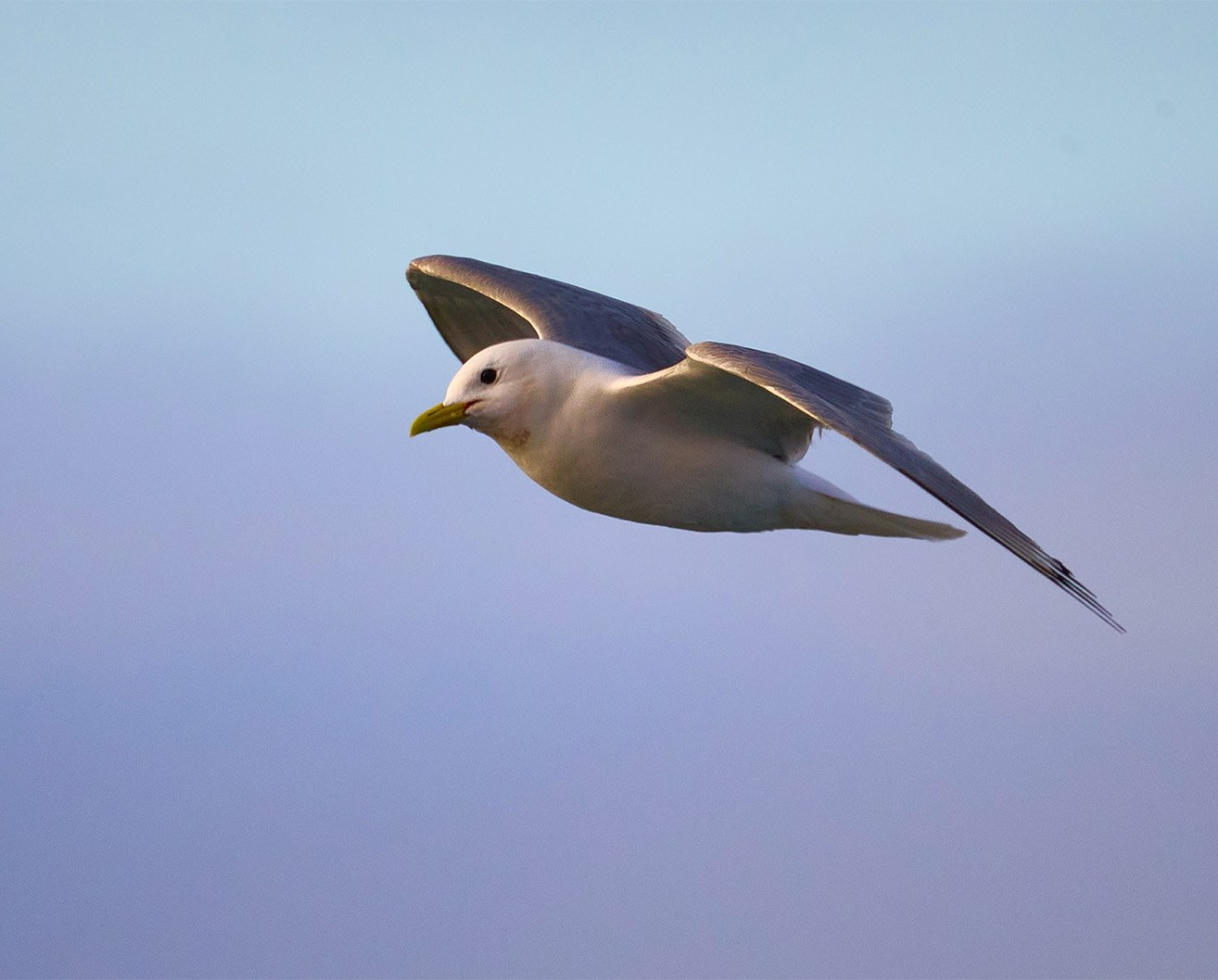 Купить уроки по фотографии. Международная онлайн-фотошкола Сергея Рожнова