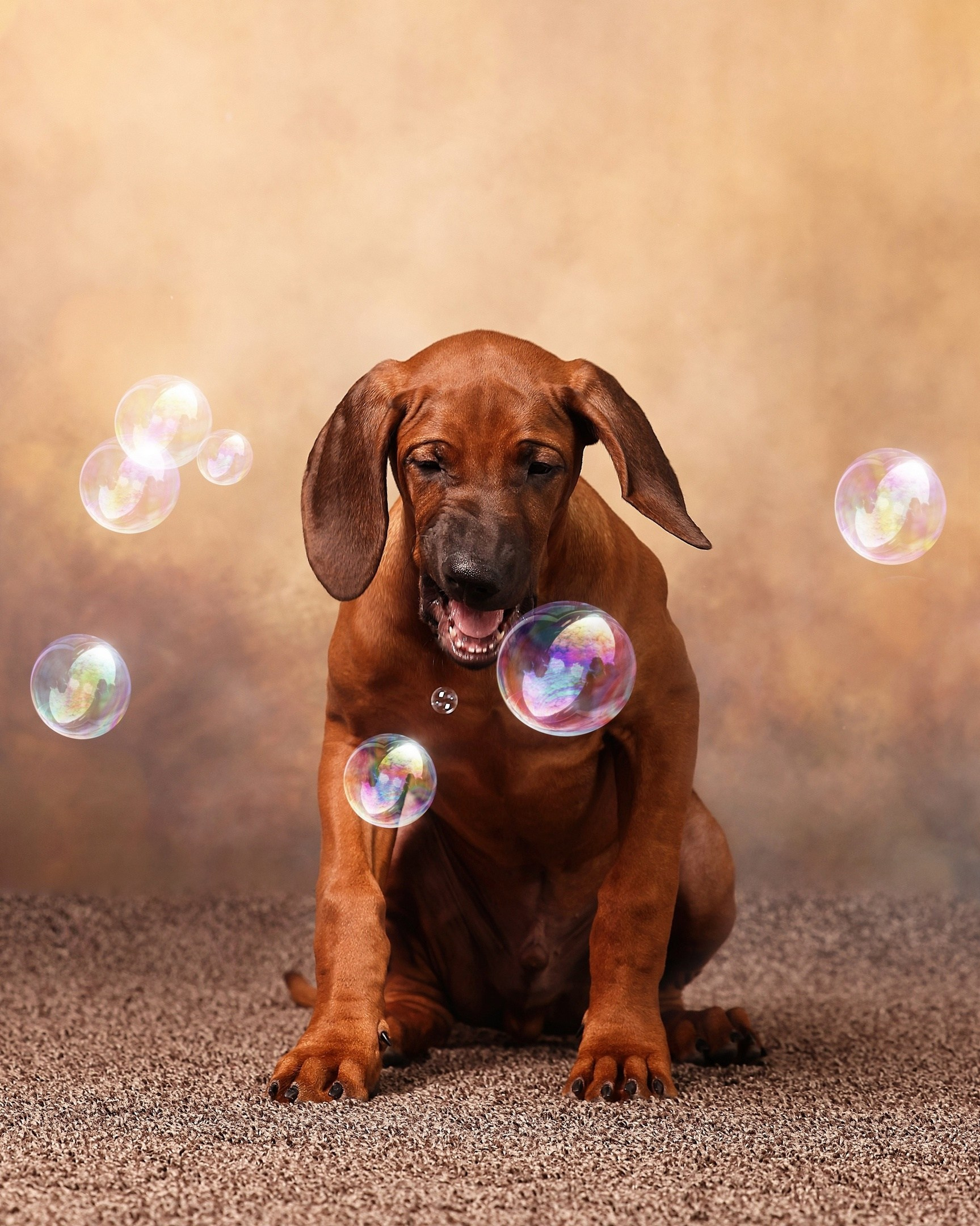 BILBERRY BISCUITS Iz Doma Narayzi. Родезийские Риджбеки в Санкт-Петербурге