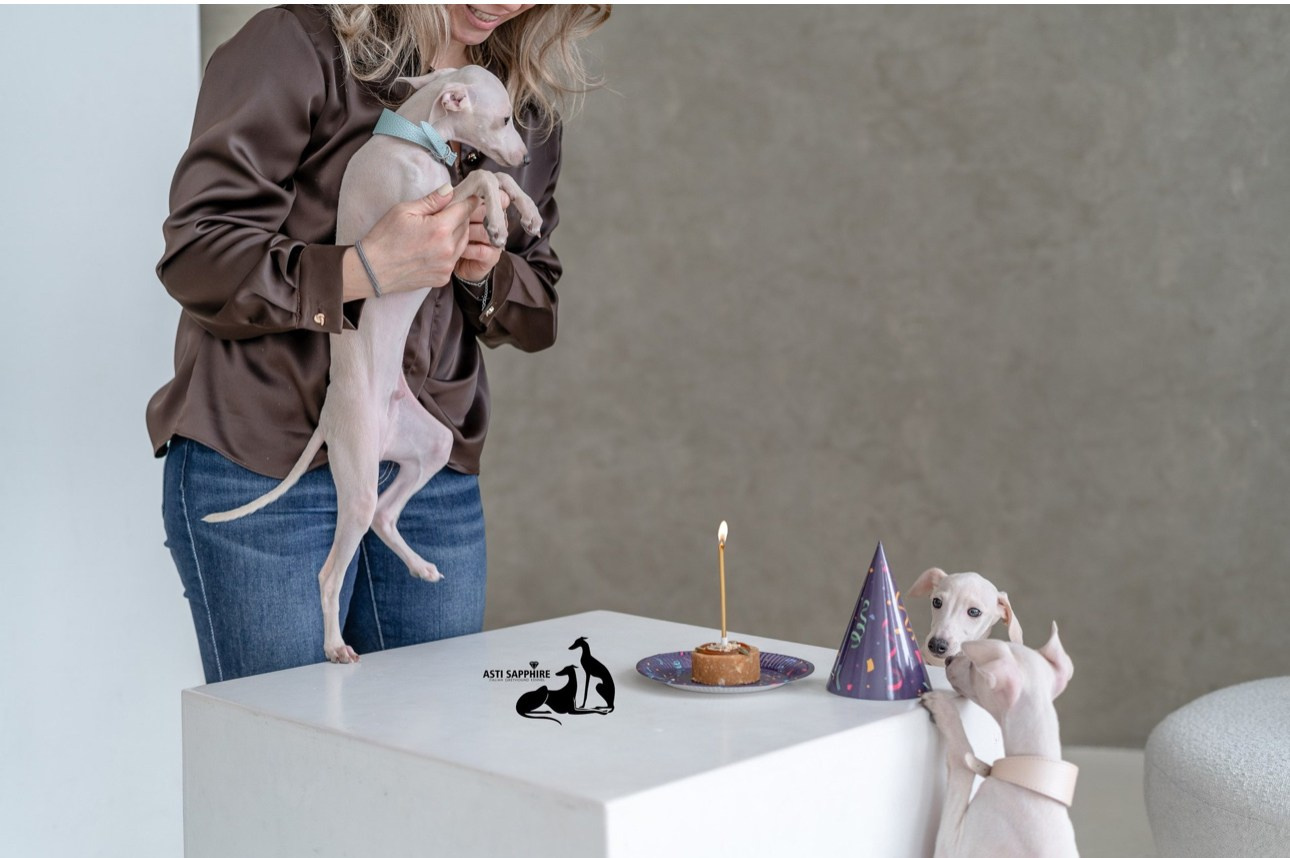 Casper boss. Профессиональный питомник левреток РКФ/FCI ASTI SAPPHIRE 💎 Сочи|Санкт-Петербург