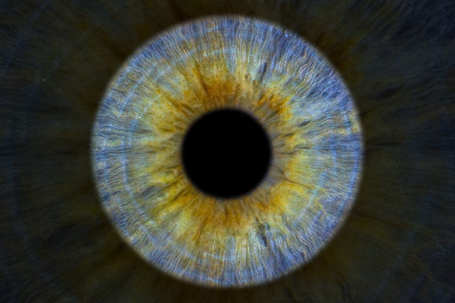 Фото радужки глаза LOOK IN