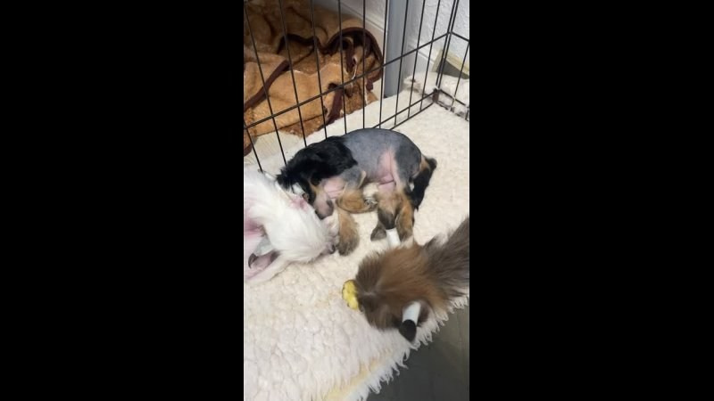 Lux became a dad. Chinese Crested Dog Kennel Poale Ell