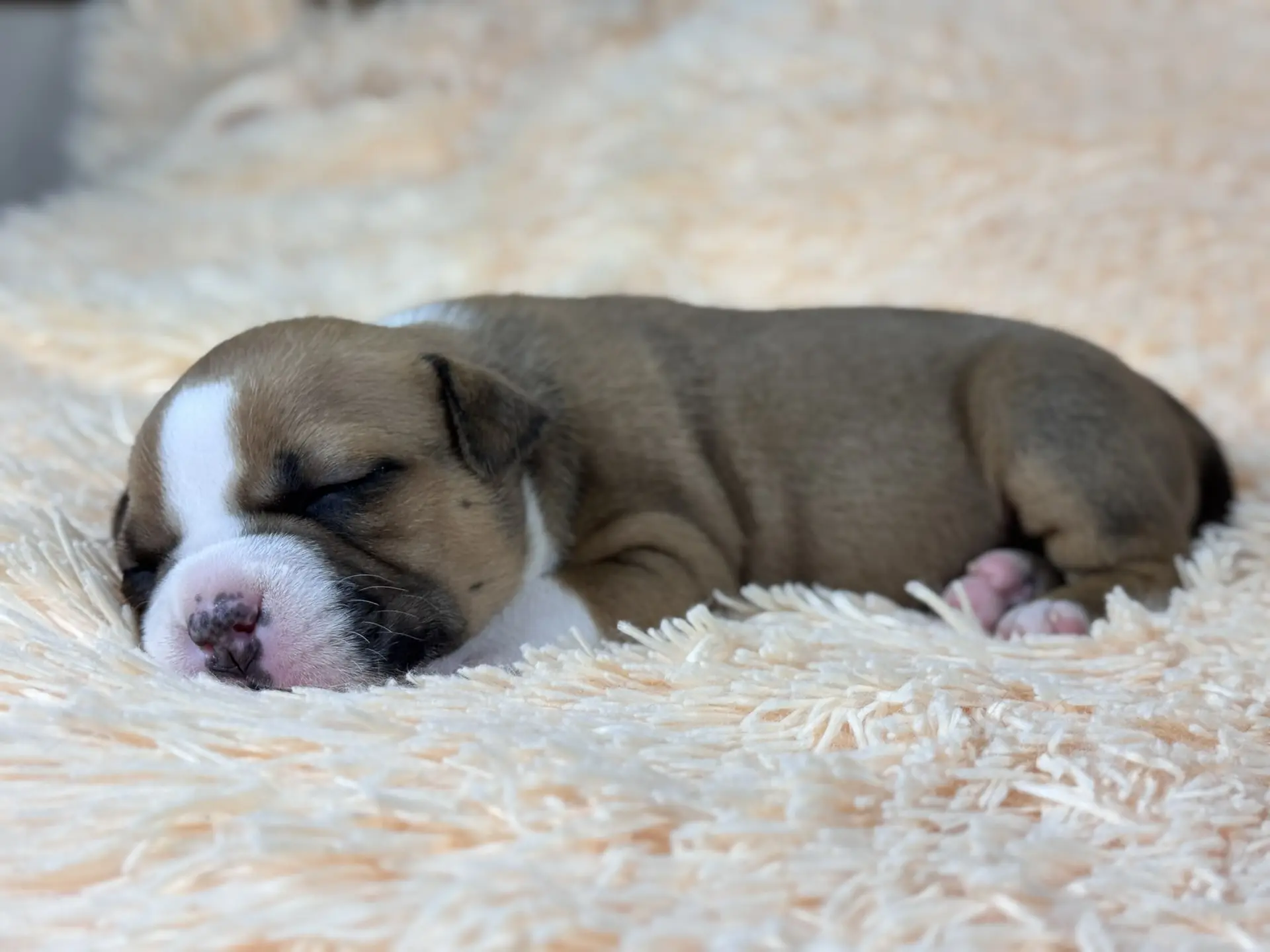 Все свободные щенки. Американский Булли в г. Ростов-на-Дону. Питомник THE POWER OF SIBERIA