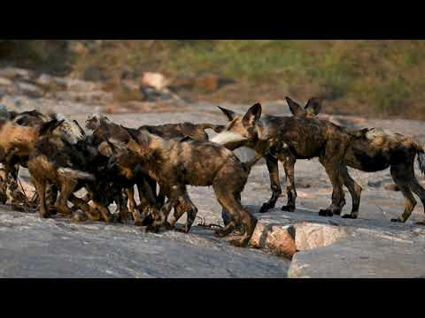 Kruger National Park, South Africa. Wildlife photography by Sergey Puponin