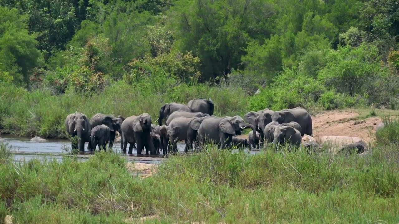 Kruger National Park, South Africa. Wildlife photography by Sergey Puponin