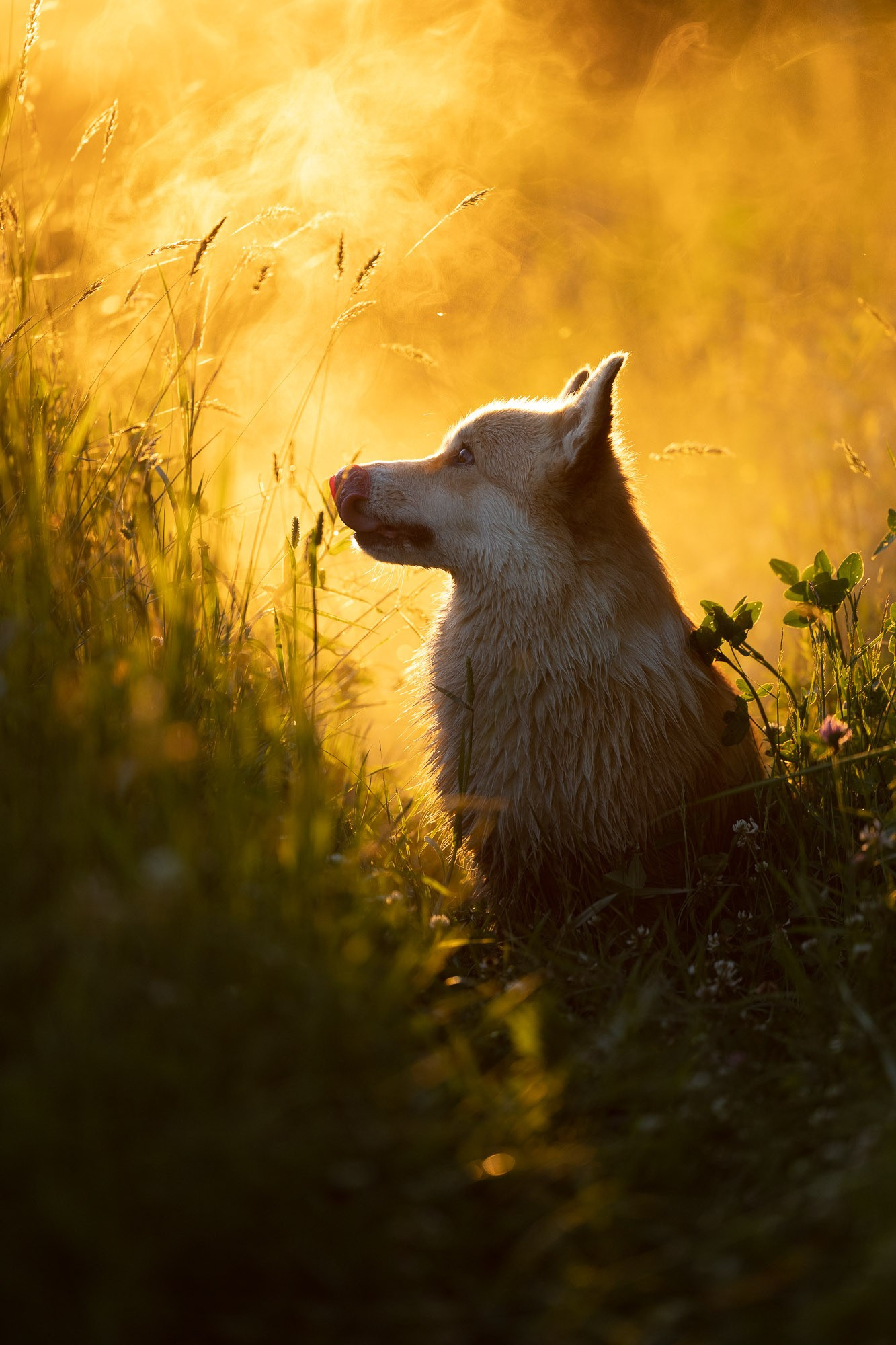 Онлайн-курс по съемке собак. Фотограф Анастасия Ветковская, Москва