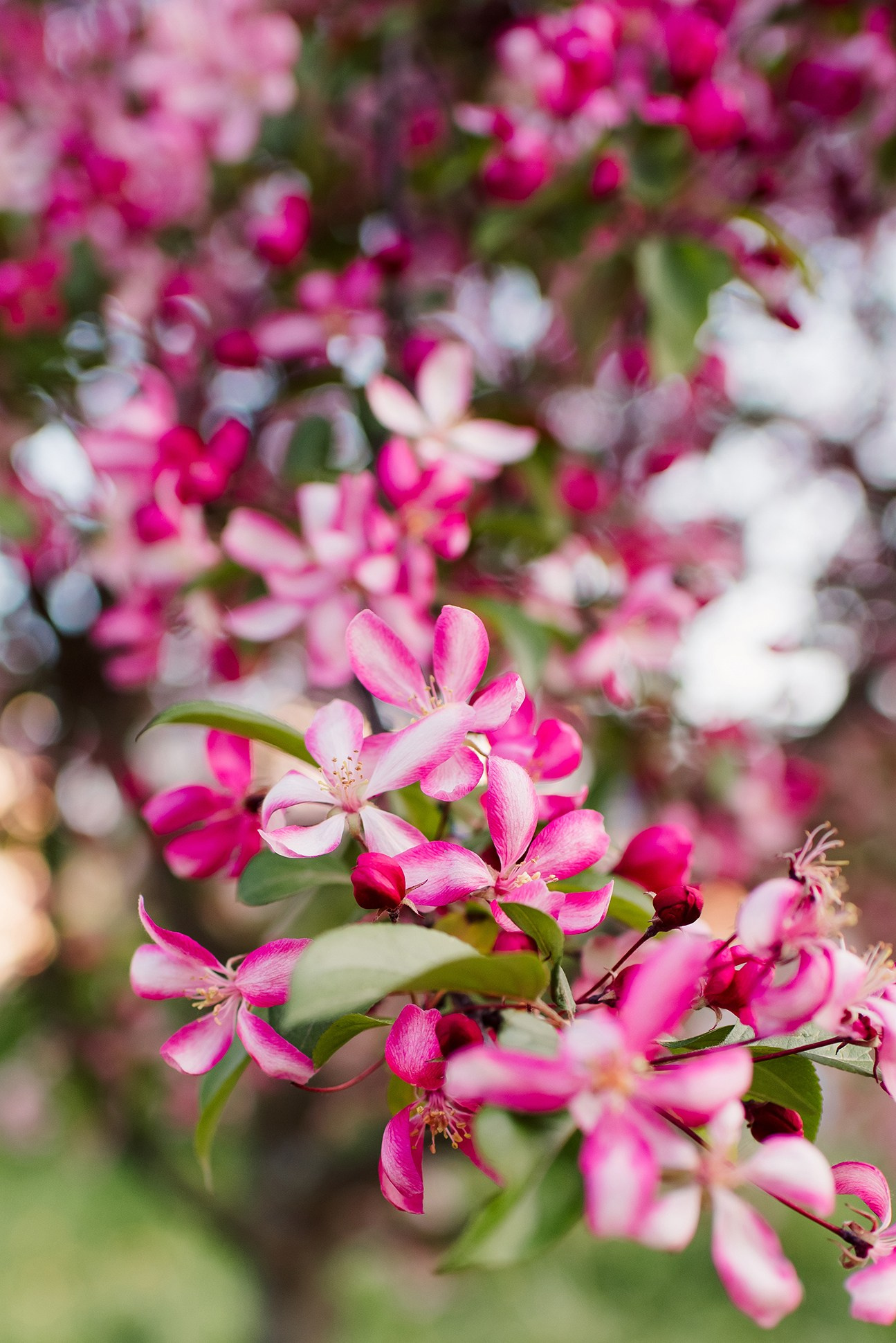 Фотосессия в яблонях в СПб, Фотосессия в цветении СПб. Семейный и Свадебный фотограф. Санкт-Петербург. Пушкин