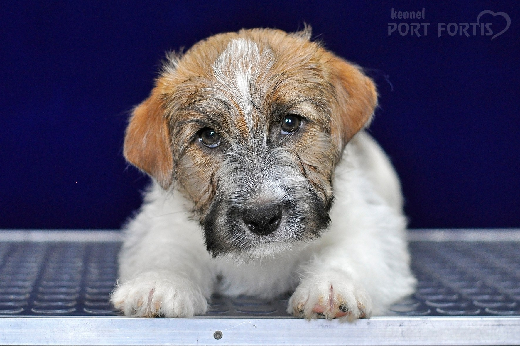 2026 Litter H male 1. Щенки джек рассел терьера, питомник РКФ, питомник джек рассел терьеров, питомник Порт Фортис, kennel PORT FORTIS
