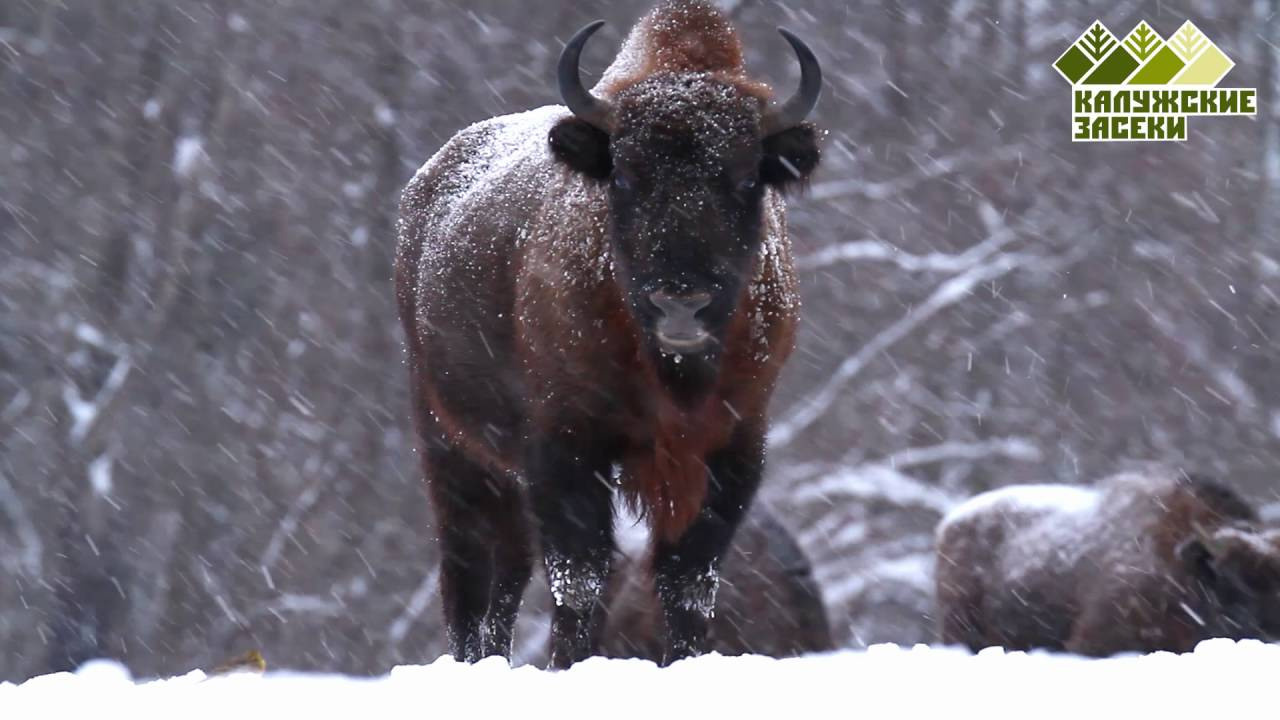 Фототур на зубров — уникальное путешествие за редкими кадрами. Wildlife Ride — организация фототуров и экспедиций