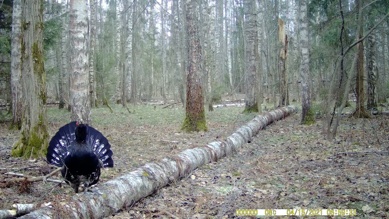 Фототур на глухарей — съемка весеннего тока в дикой природе. Wildlife Ride — организация фототуров и экспедиций