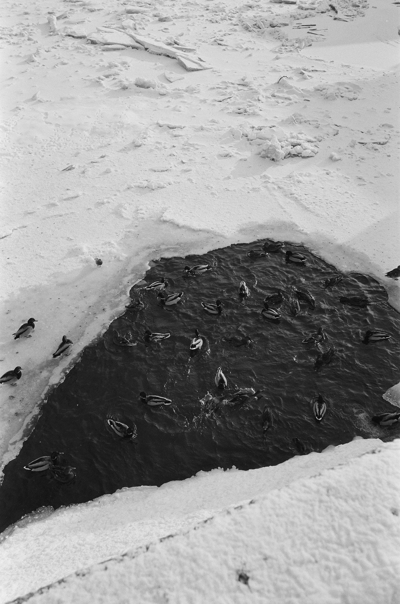 Знакомство с новой пленкой Rollei Blackbird
