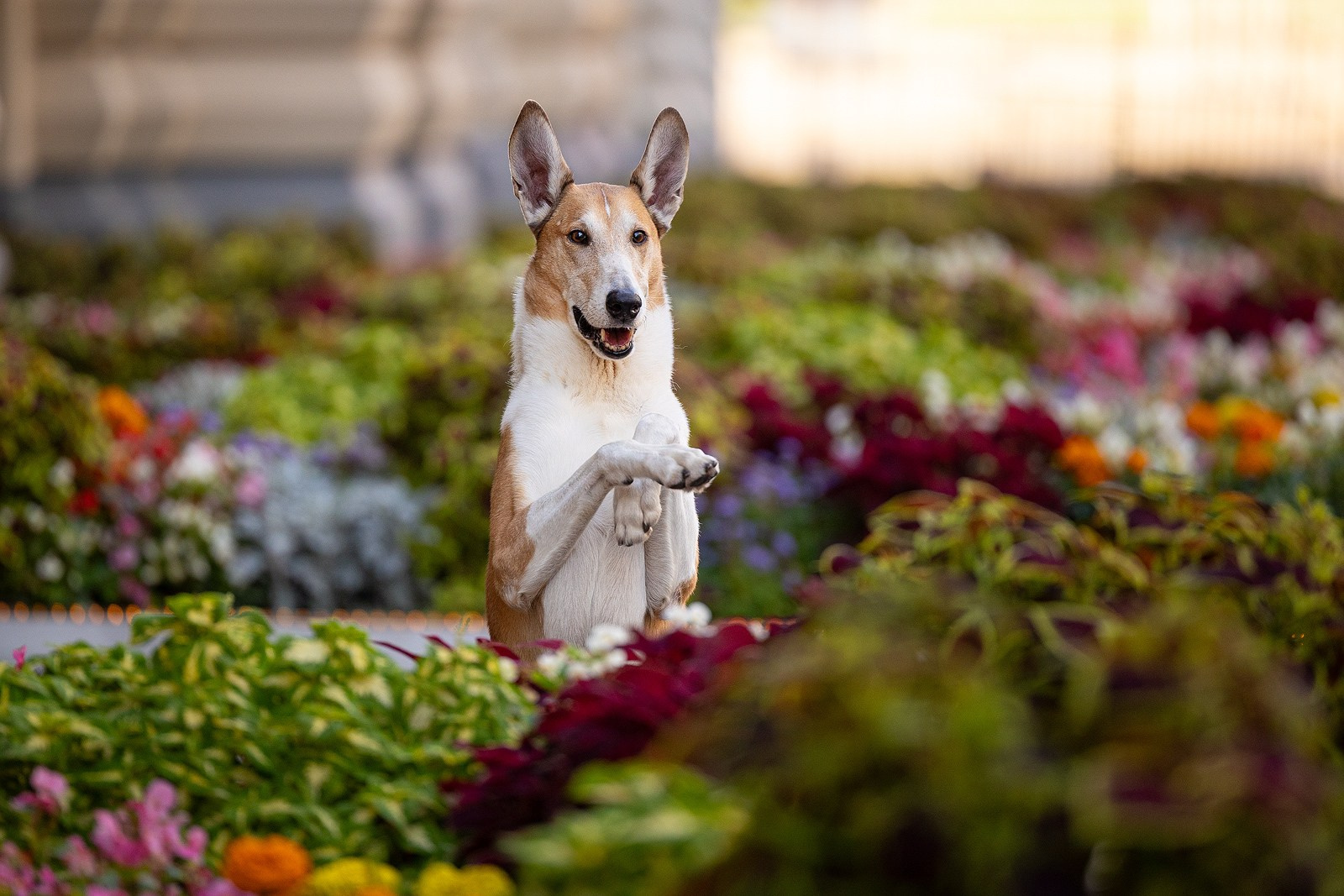 Винтик и Вита в городе. Фотограф-анималист Natalia Deingel | Фотосъемка собак в Москве