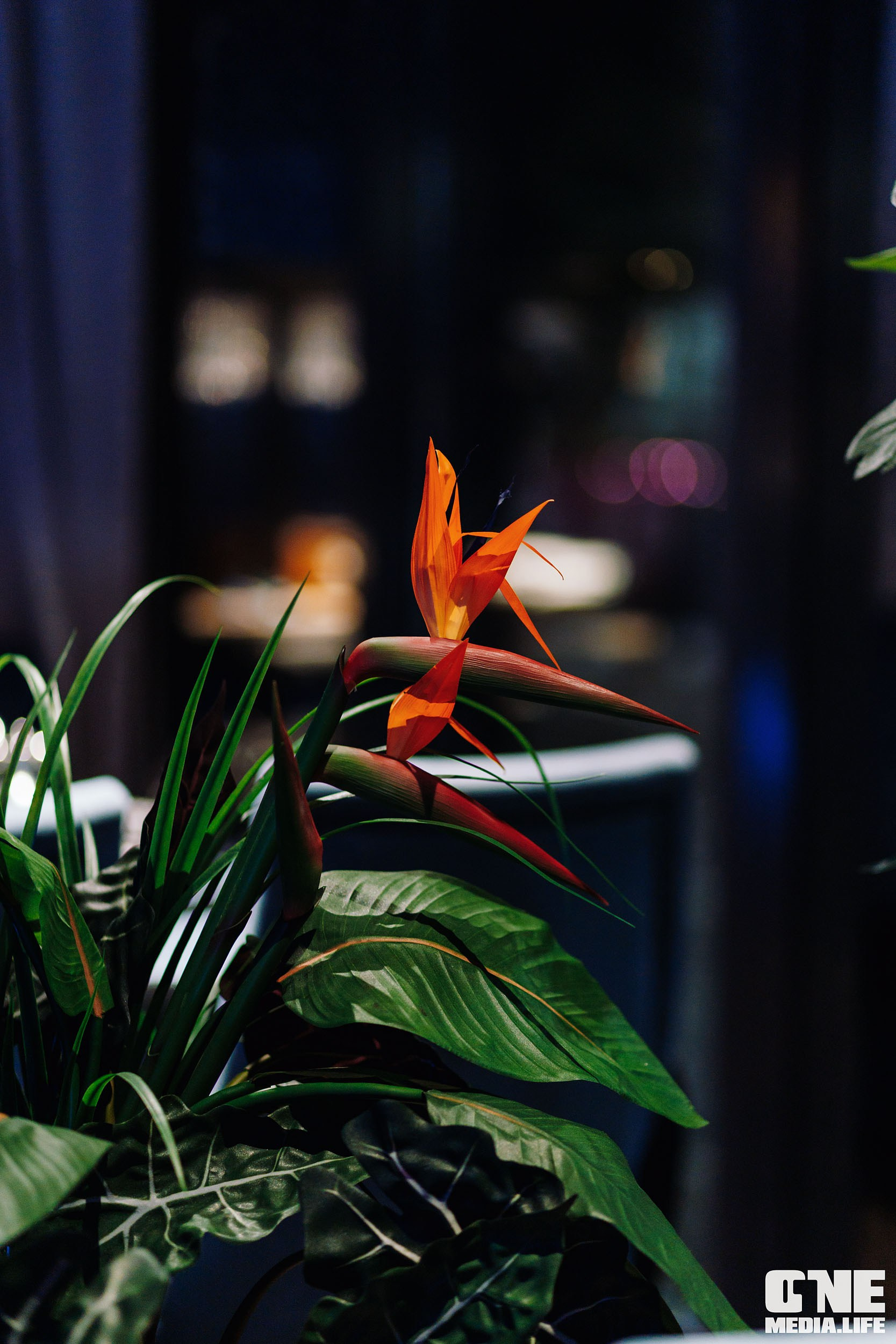 Фоторепортаж из ресторана Океан. One Media Life: фоторепортажи, фотоотчеты с мероприятий и заведений