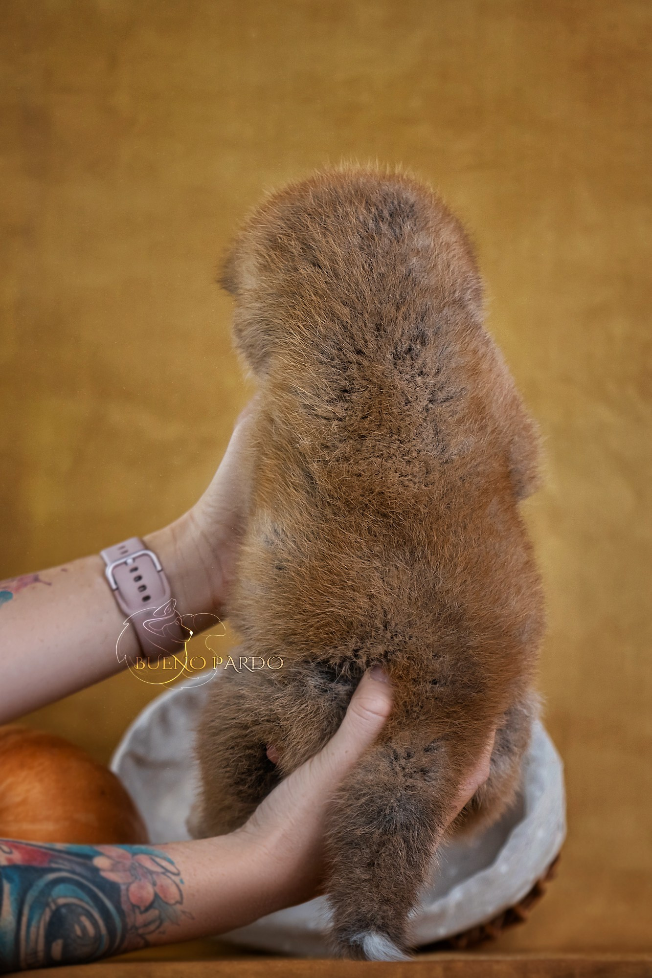 Щенки японской акита ину из питомника. Питомник собак Акита, Хаски, Корги