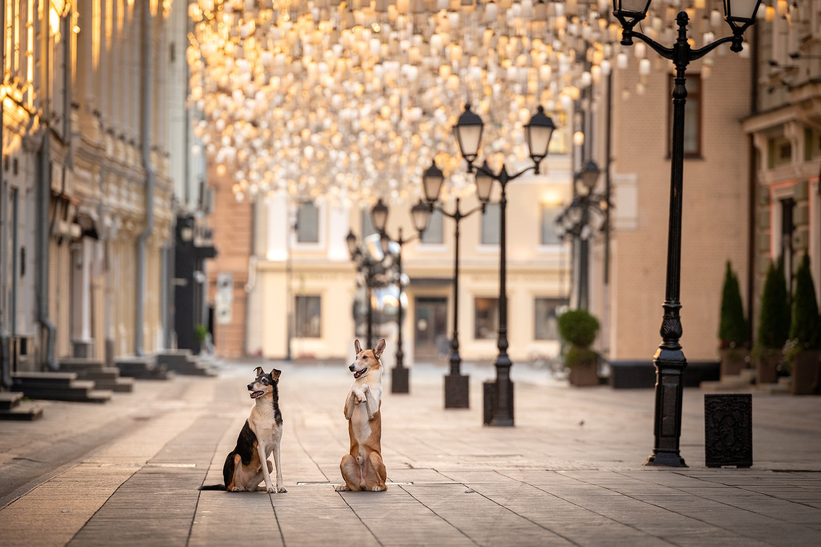 Винтик и Вита в городе. Фотограф-анималист Natalia Deingel | Фотосъемка собак в Москве