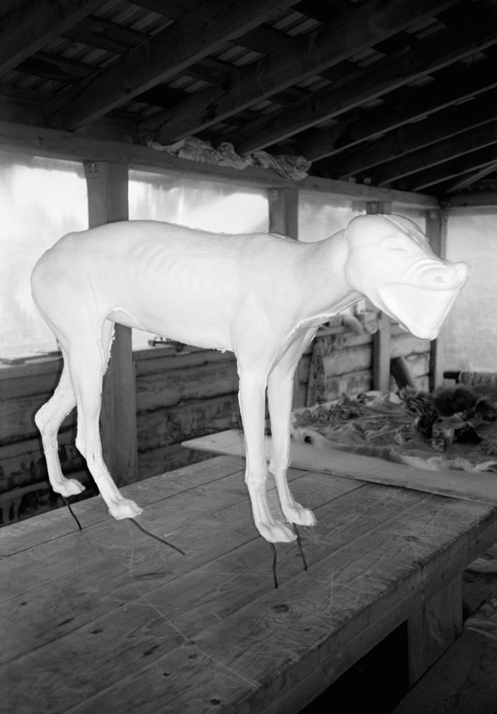 ALL DOGS GO TO HEAVEN. Dima Ptitsyn