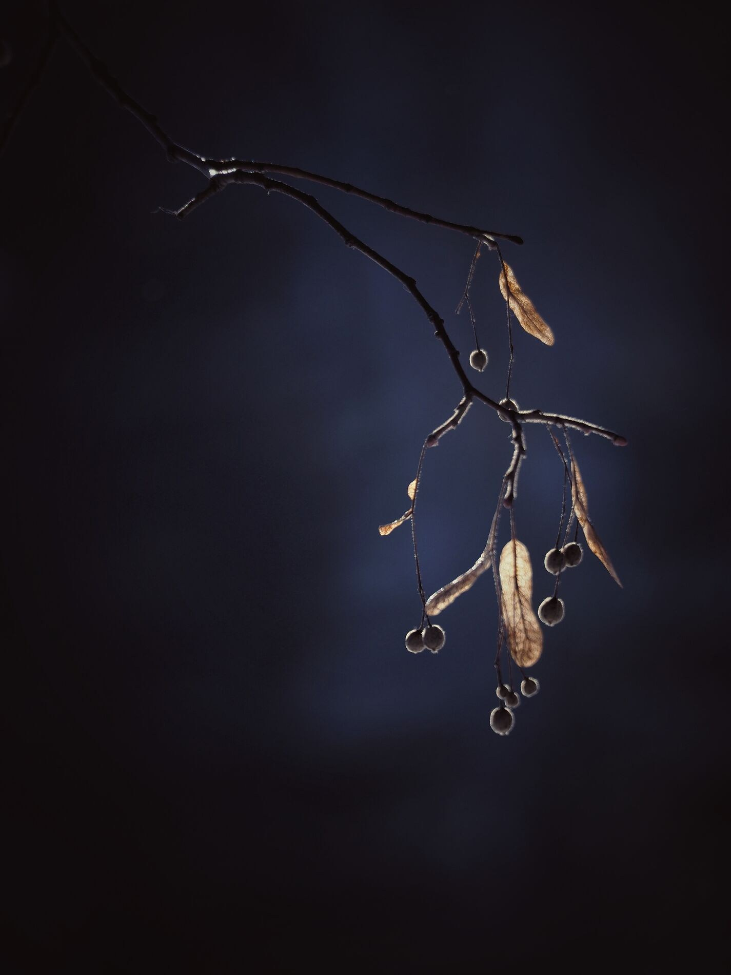 Елена Гонтаренко — художественный портрет. Фотограф в России, Семейный фотограф, репортажный фотограф, детский фотограф, портретный фотограф, контент фотограф, универсальный фотограф