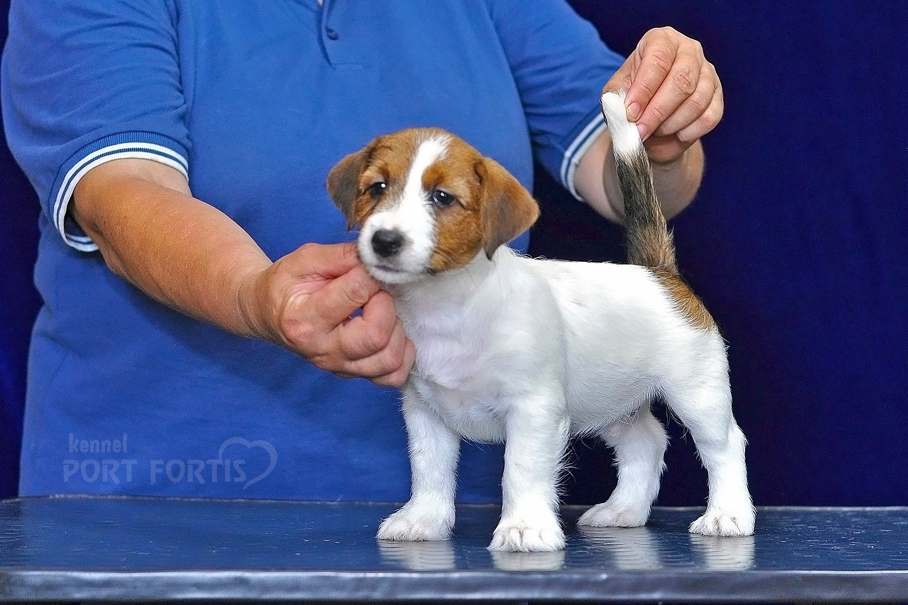 2026 Litter C-K male 1. Щенки джек рассел терьера, питомник РКФ, питомник джек рассел терьеров, питомник Порт Фортис, kennel PORT FORTIS