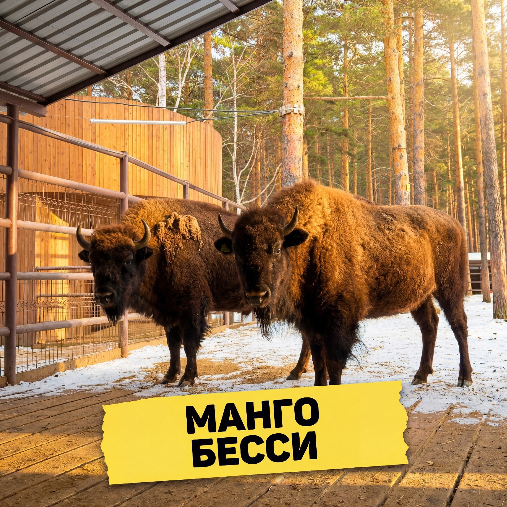 Американский бизон Манго в вольере зоопарка Лесная Братва