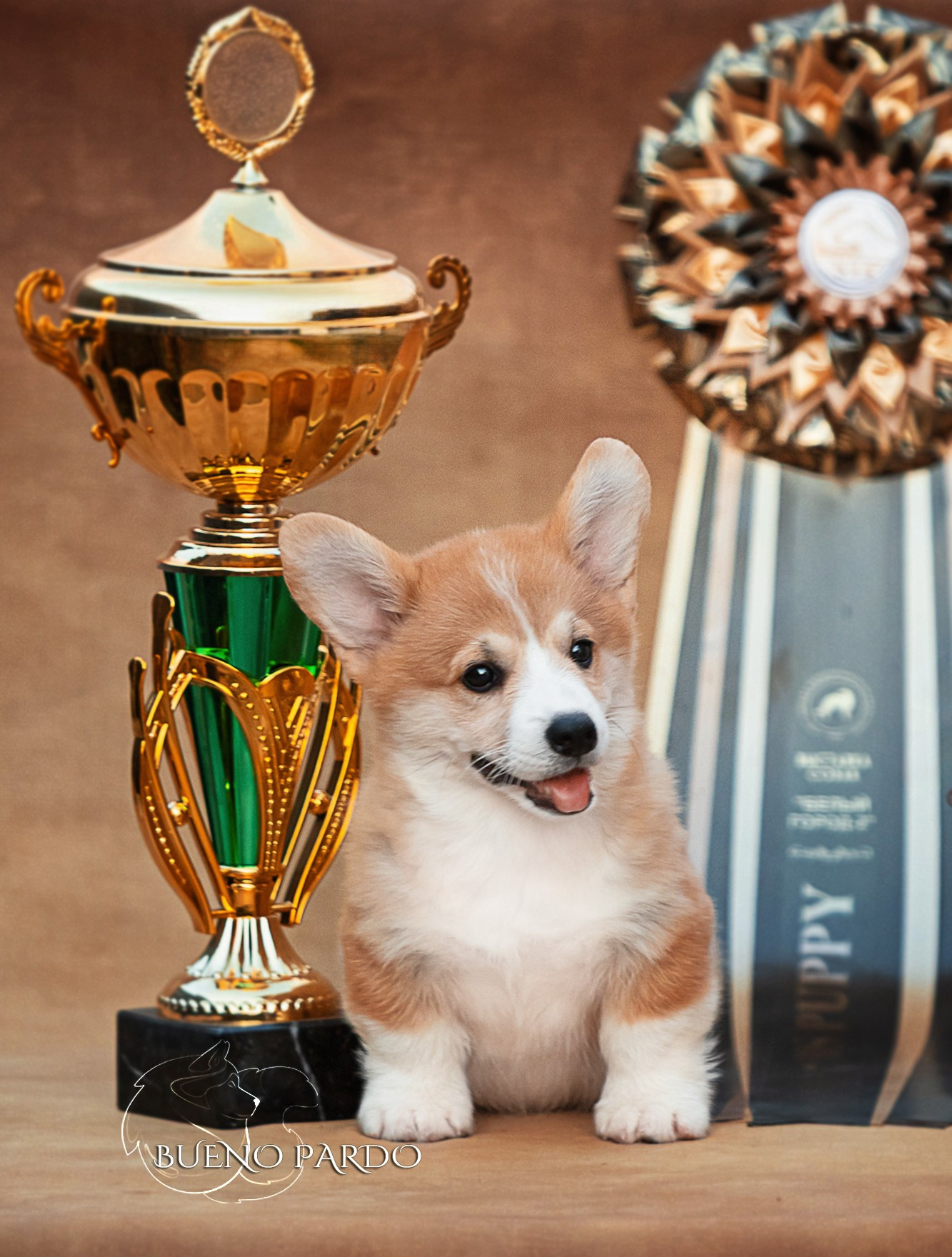 КОРГИ. Kawaii Kuma питомник собак пород Корги пемброк, Акита ину, Сиба