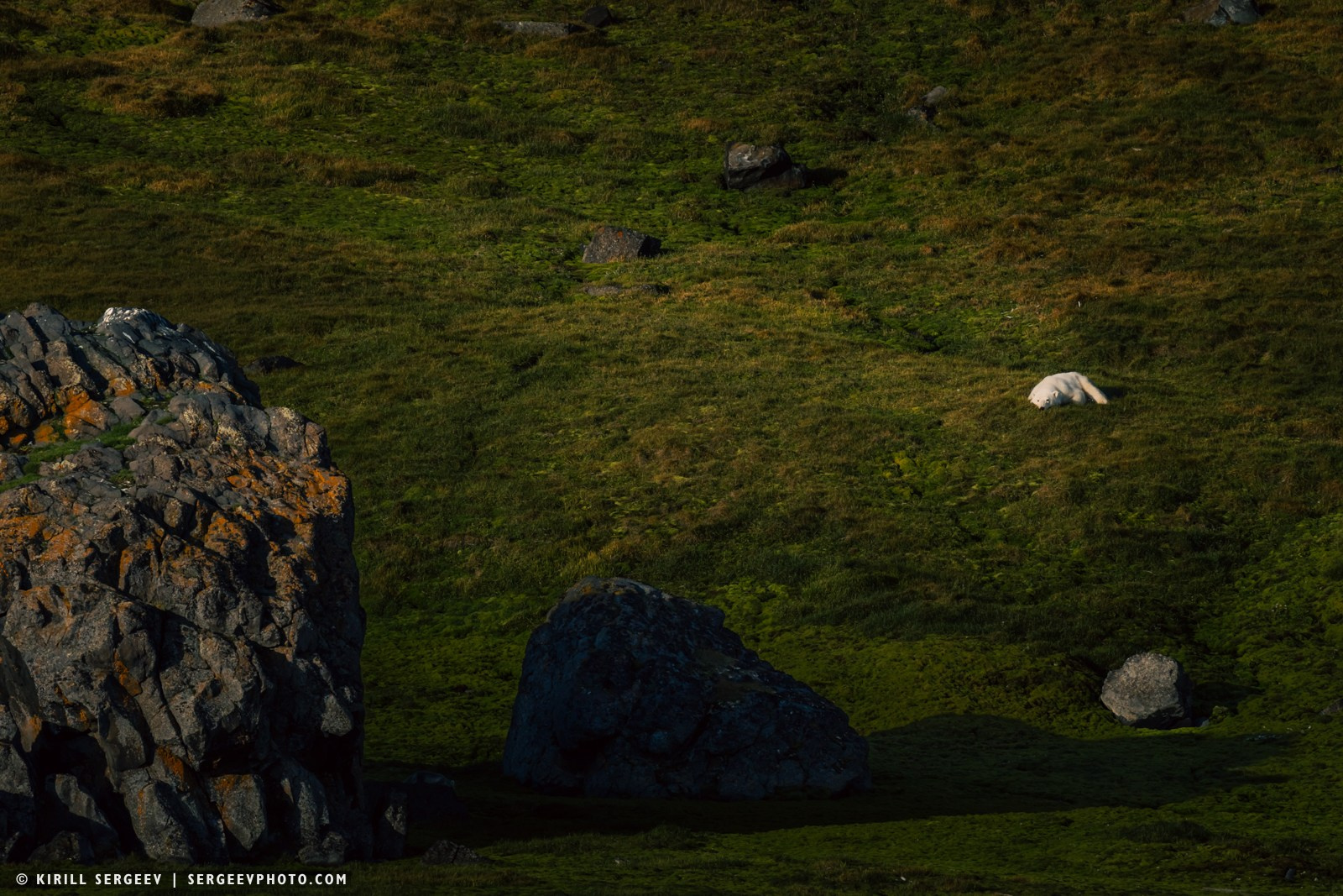 北極奧德賽. 攝影師 基里爾·謝爾蓋耶夫 |莫斯科