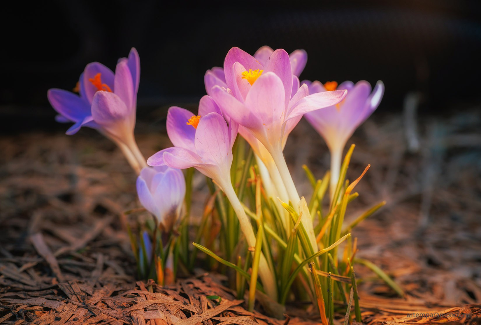 Тульские первоцветы. Фотохудожник Артём Парамонов