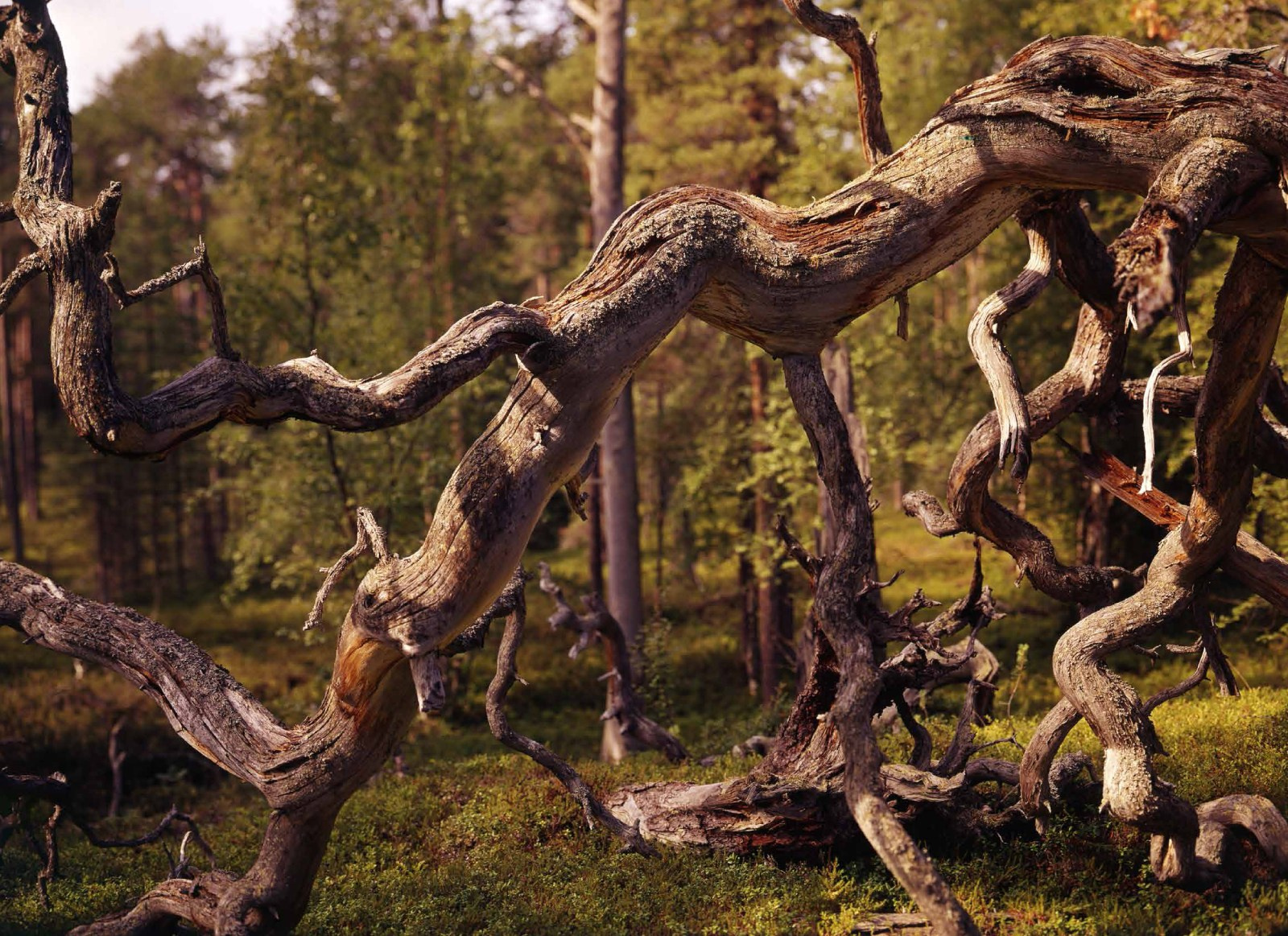 Коллекционные альбомы. ВАДИМ ГИППЕНРЕЙТЕР — ВЕЛИКИЙ ФОТОГРАФ ЗЕМЛИ РУССКОЙ