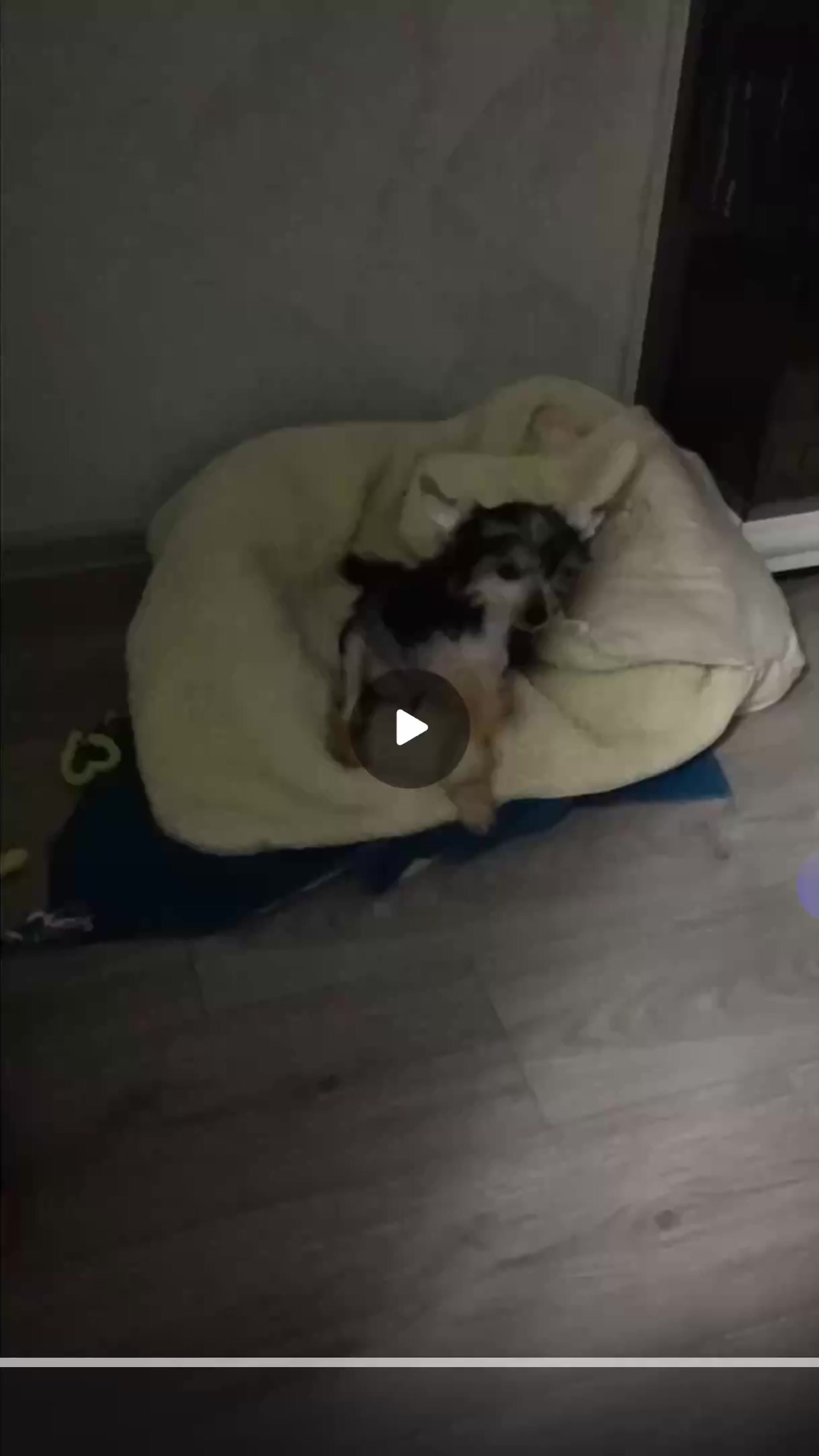 Lux became a dad. Chinese Crested Dog Kennel Poale Ell