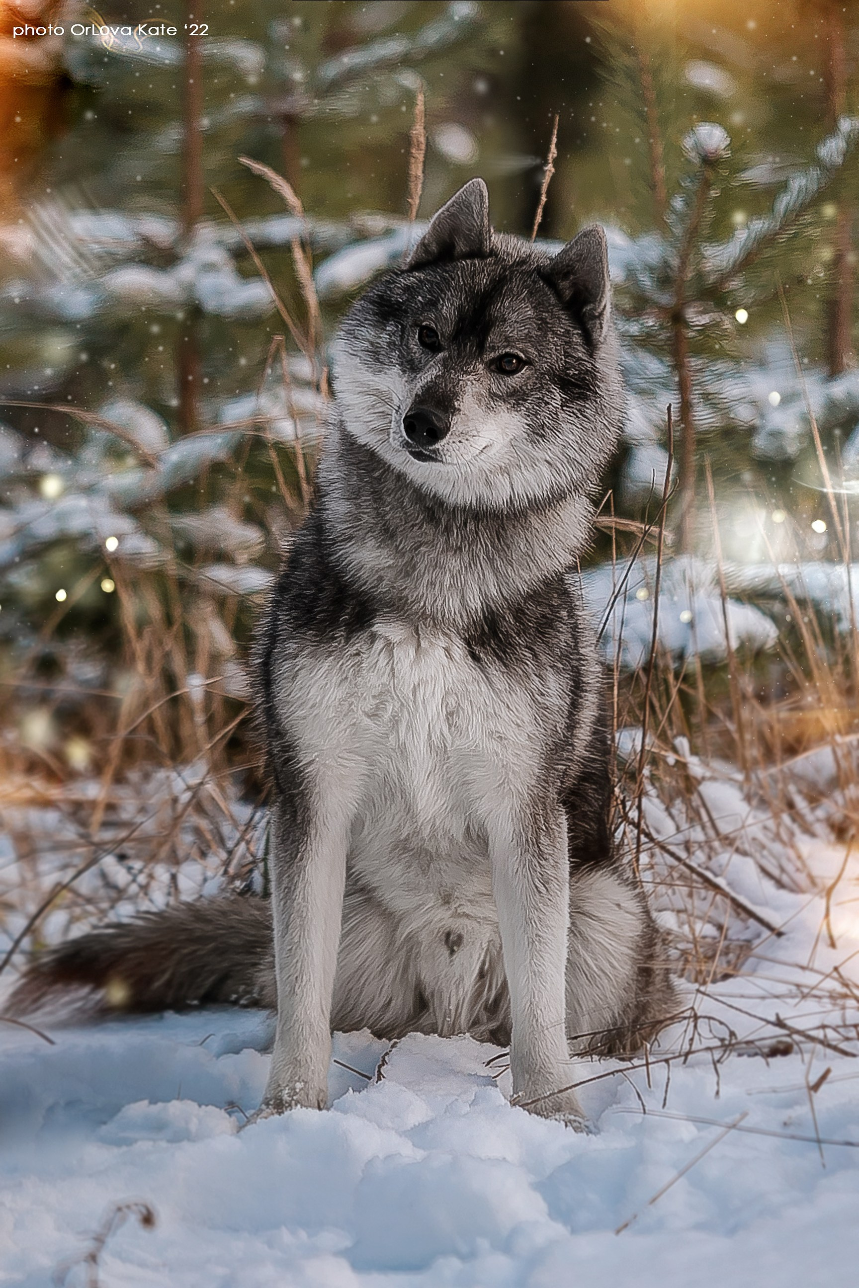 Собаки питомника Bueno Pardo. Питомник собак Акита, Хаски, Корги