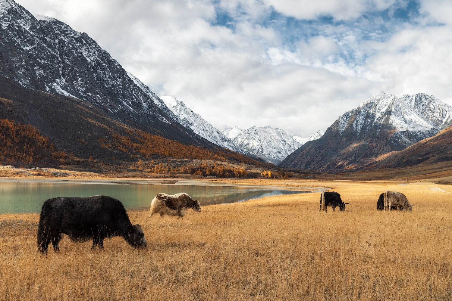 Осенний Горный Алтай. Профессиональный пейзажный фотограф Алёна Рубан