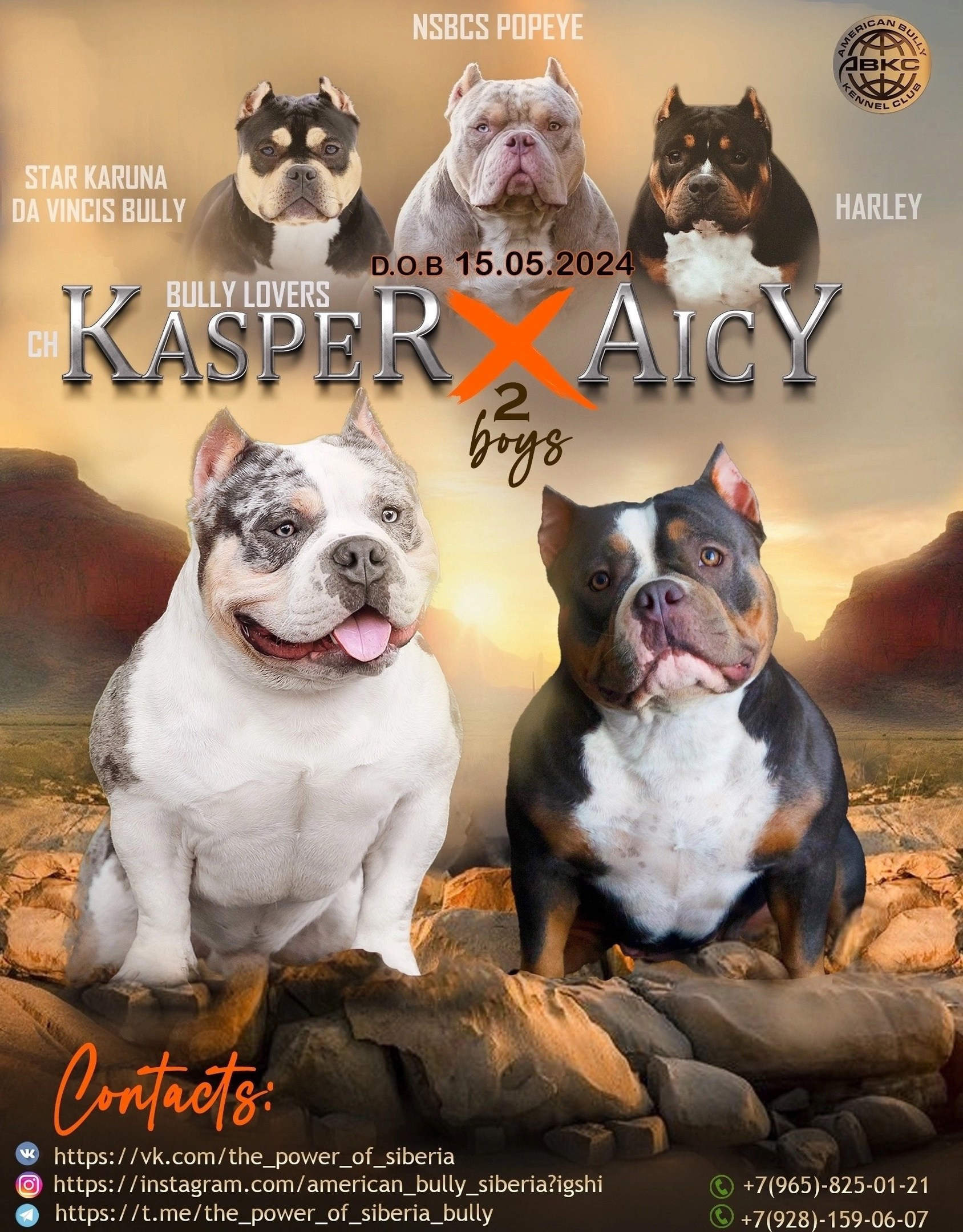 Американский Булли в г. Ростов-на-Дону. Питомник THE POWER OF SIBERIA