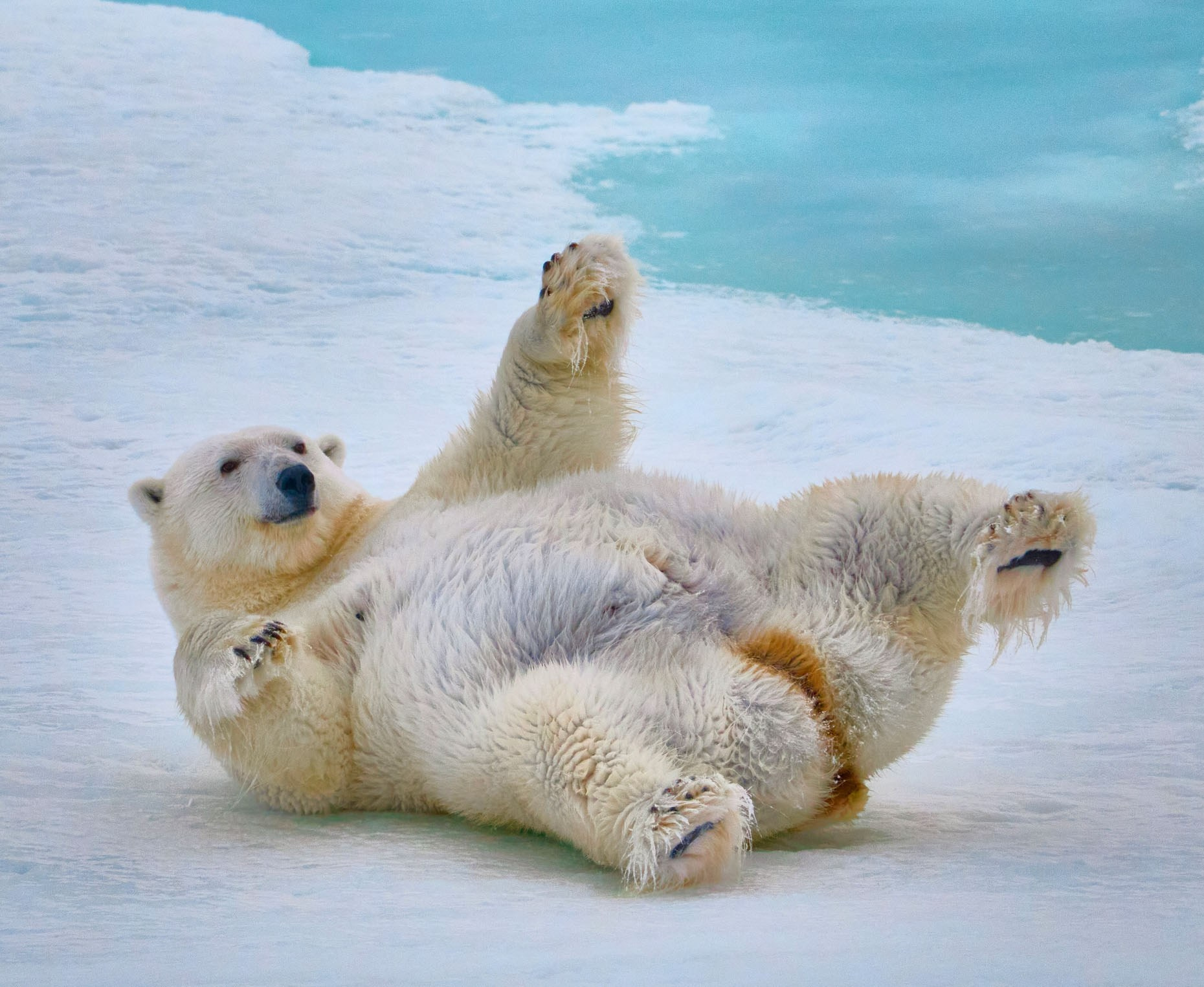 Ледокол знаний. Международная онлайн-фотошкола Сергея Рожнова