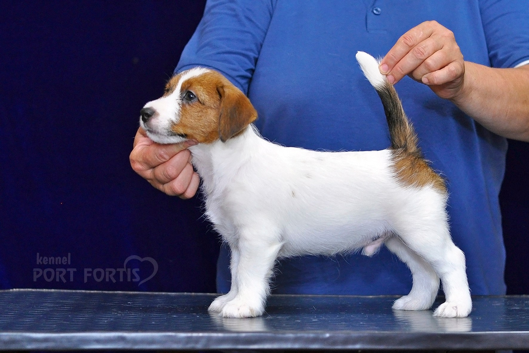 2026 Litter C-K male 1. Щенки джек рассел терьера, питомник РКФ, питомник джек рассел терьеров, питомник Порт Фортис, kennel PORT FORTIS
