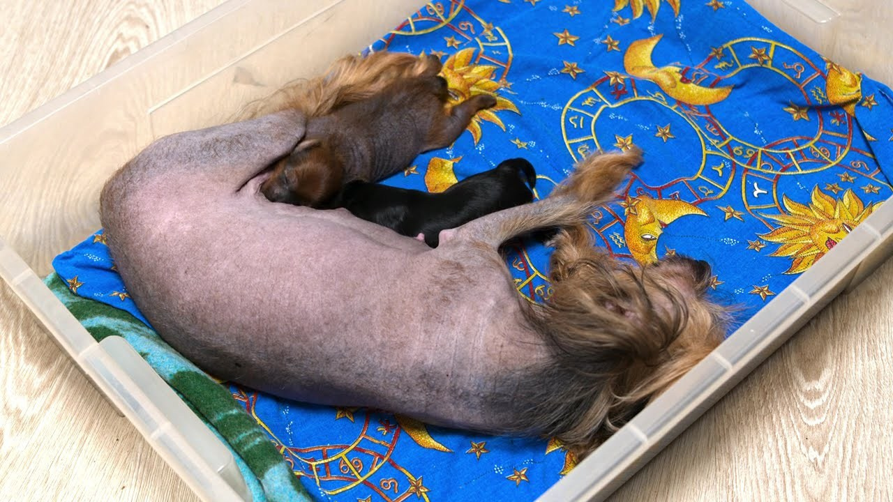 😊💋 Мы открыли глазки. Питомник китайских хохлатых собак Poale Ell: купить щенка