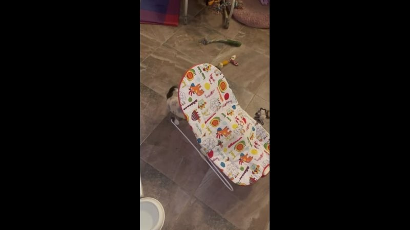 Честер (Poale Ell Chester) стал папой. Питомник китайских хохлатых собак Poale Ell: купить щенка