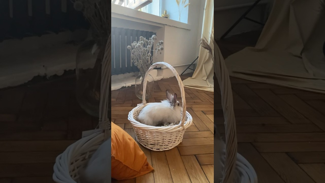 Фотосессия с животными: мой опыт. Фотограф в Самаре / Олеся Широнина