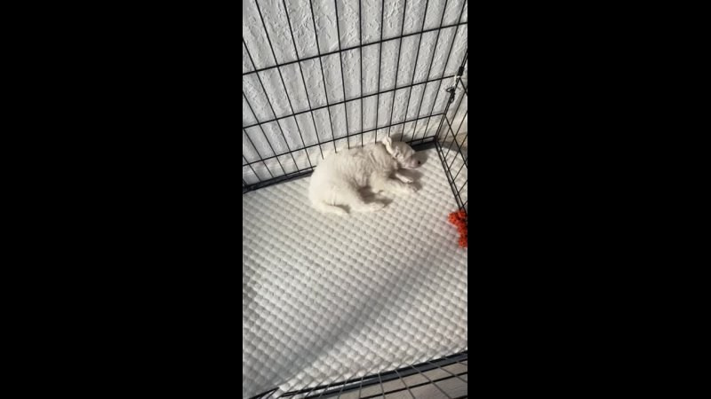 Lux became a dad. Chinese Crested Dog Kennel Poale Ell