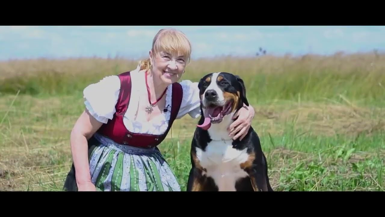 О породе. Питомник Больших Швейцарских Зенненхундов в Калужской области