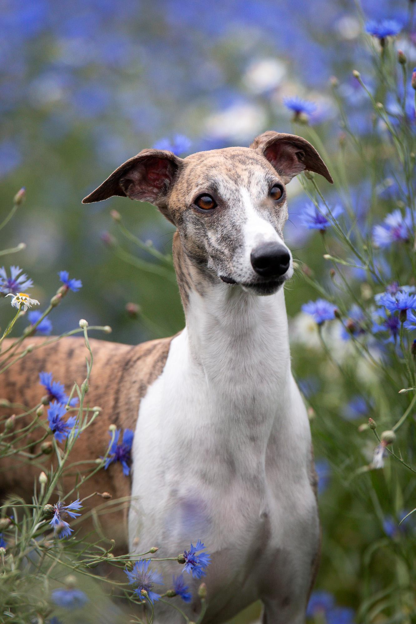 Фотограф анималист, семейный фотограф, фотограф собак Комратова Мария. г. Москва